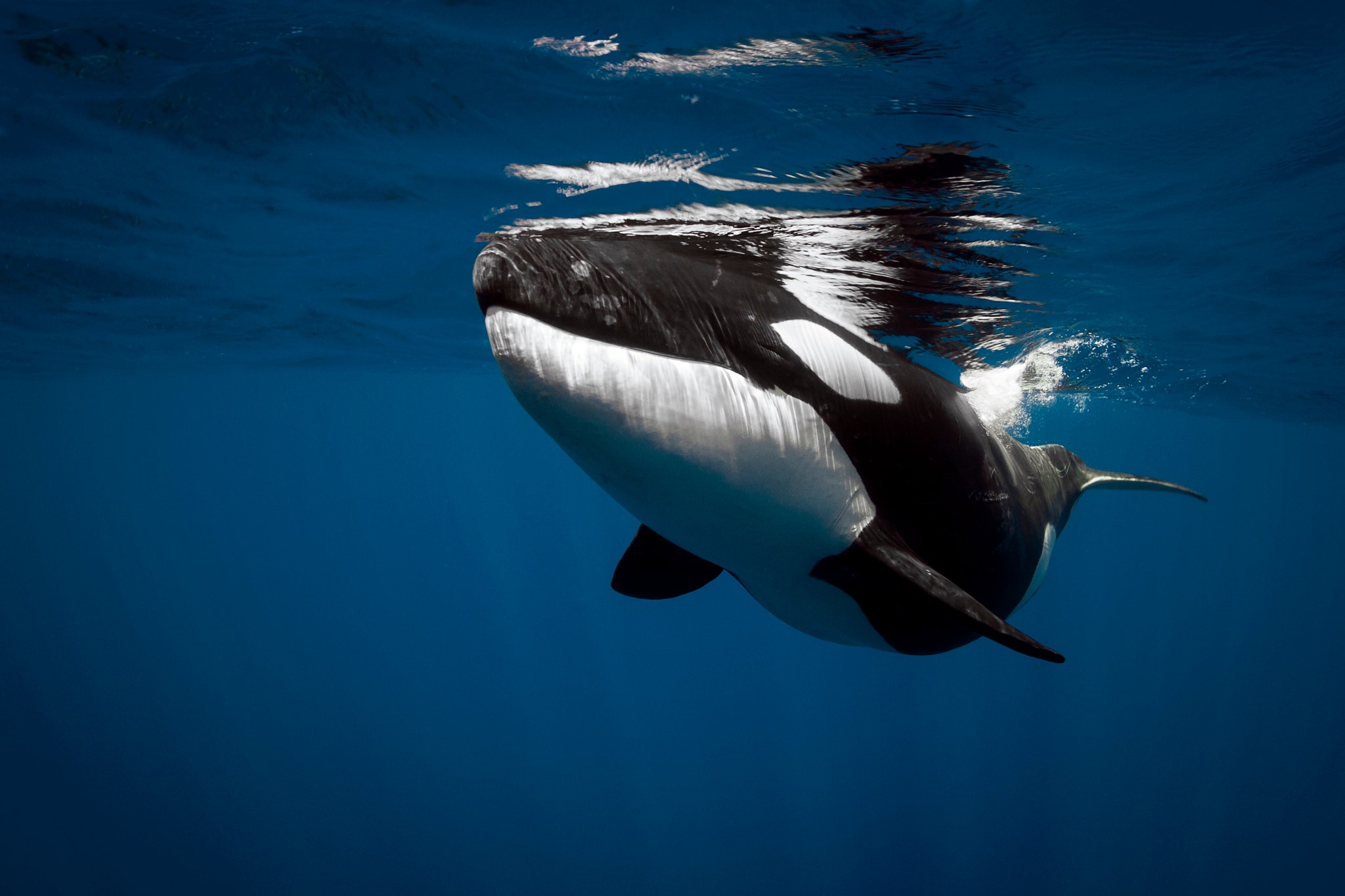 Majestic Orca Swimming HD Desktop