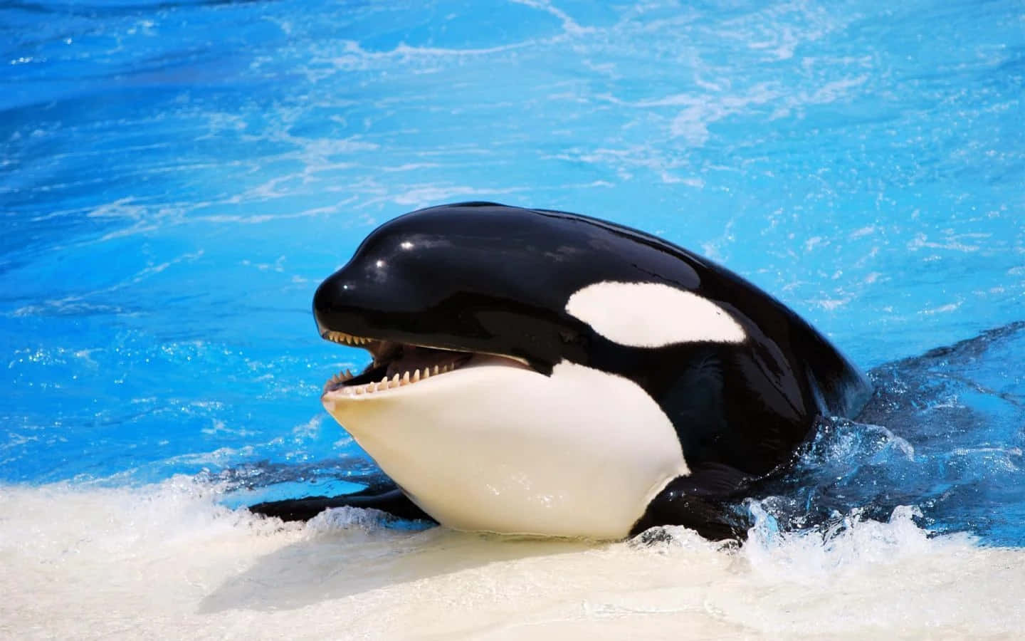 Download Killer Whale In Pool Picture