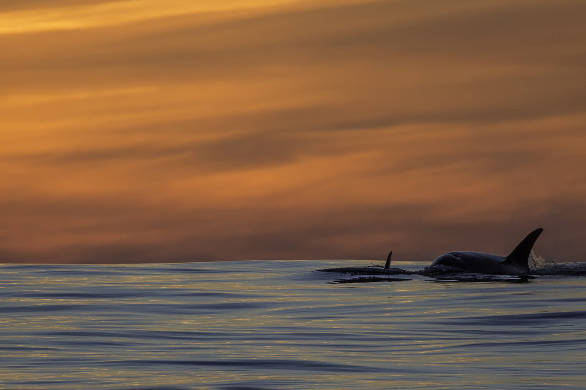 Wallpaper pacific ocean, sunset, killer