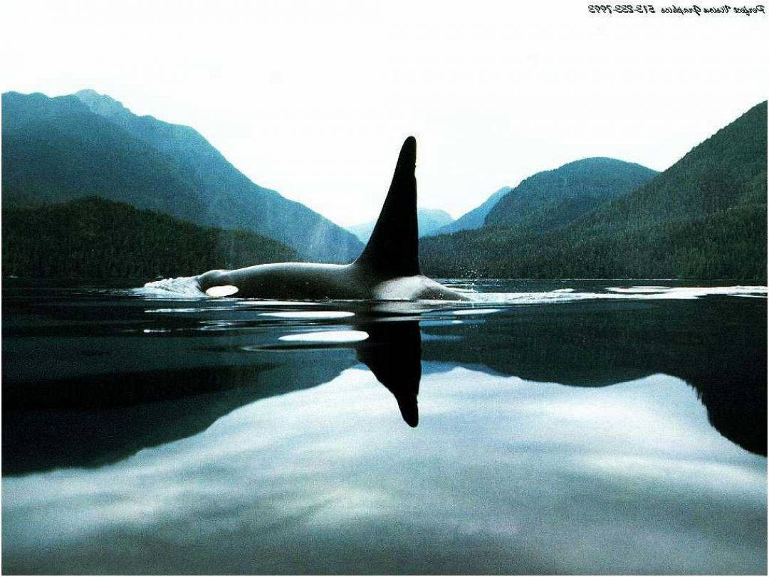 Download Orca Fins Wallpaper