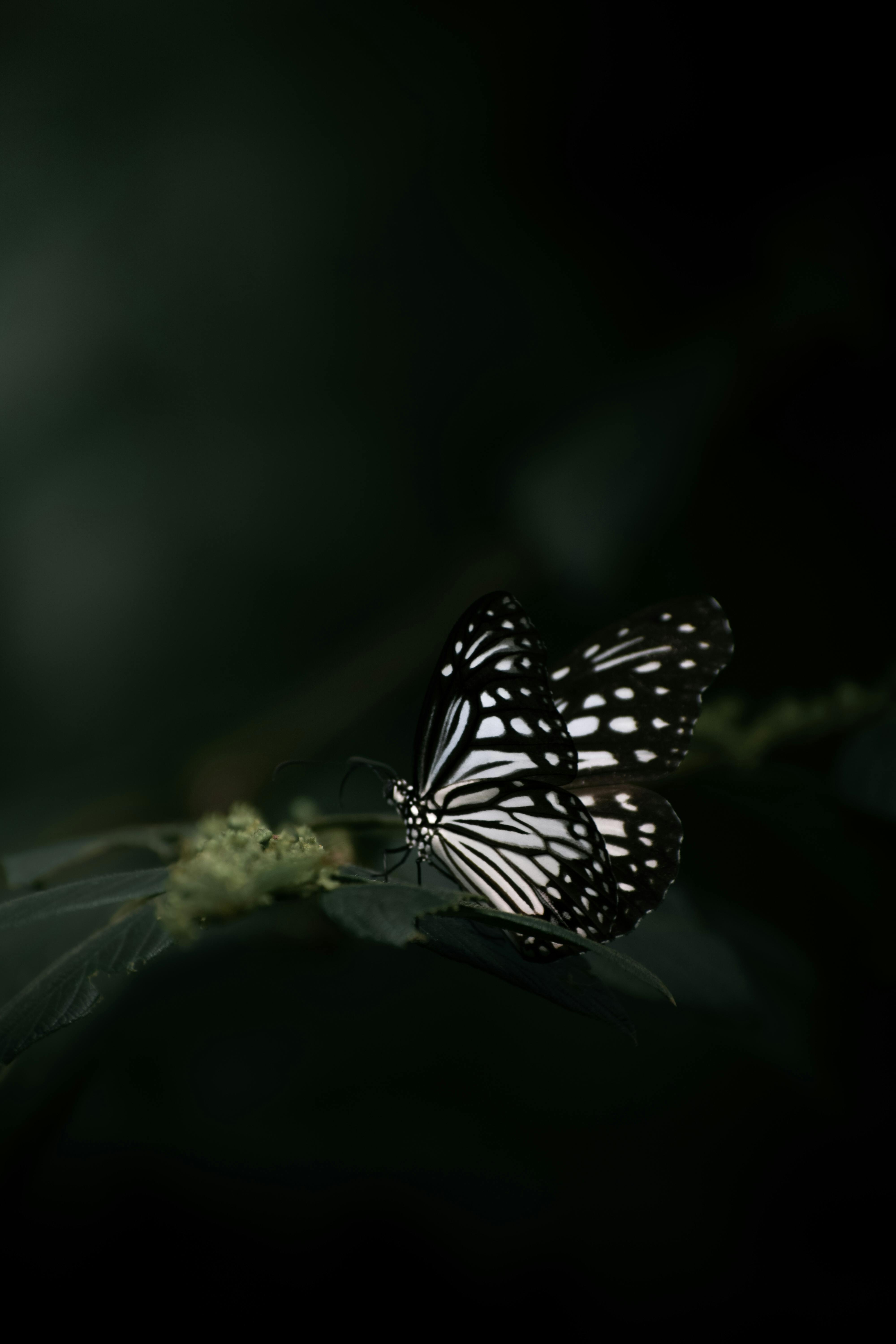 Butterfly Wallpaper Photo, Download