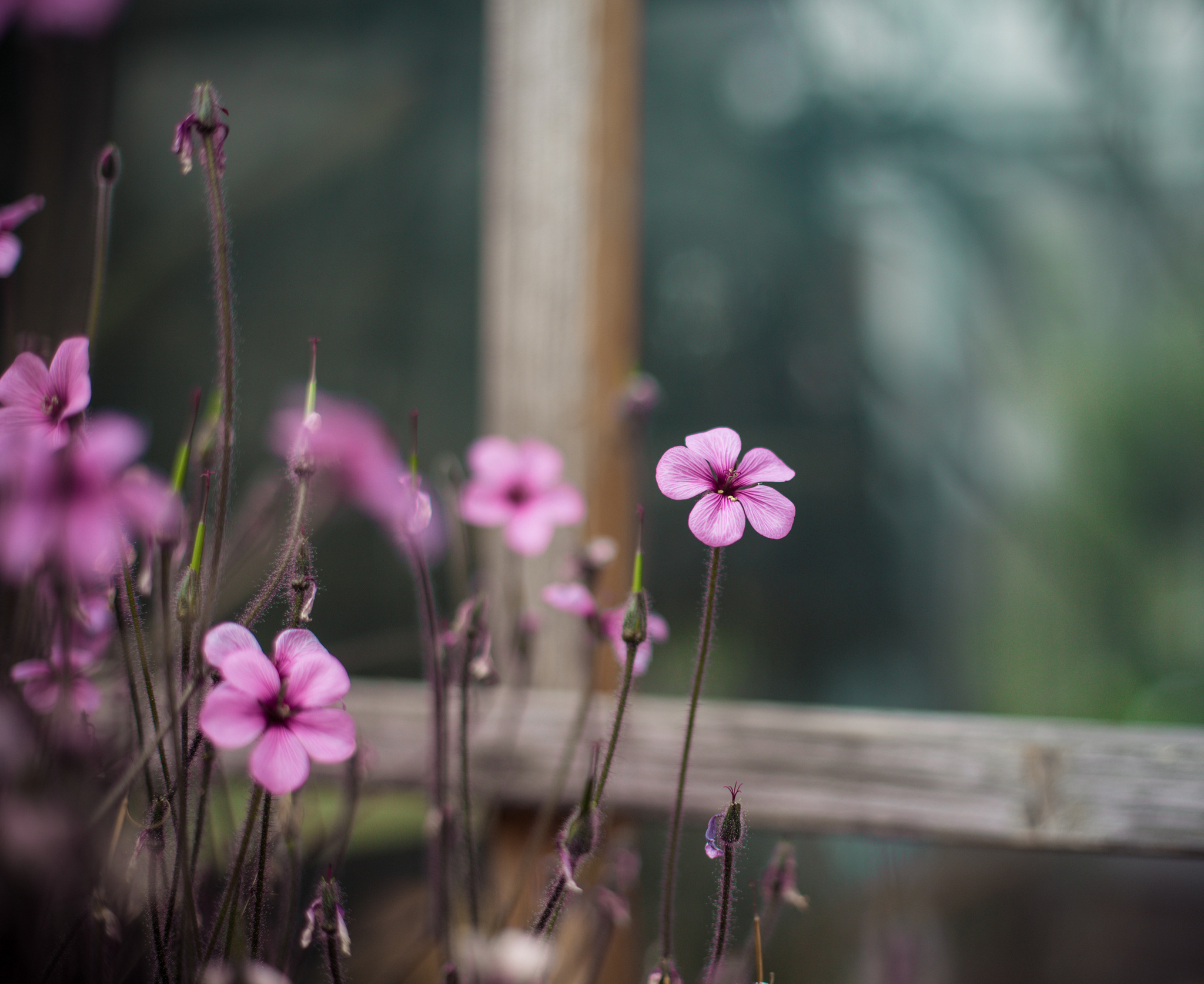 Wallpaper macro, flowers, blur, window