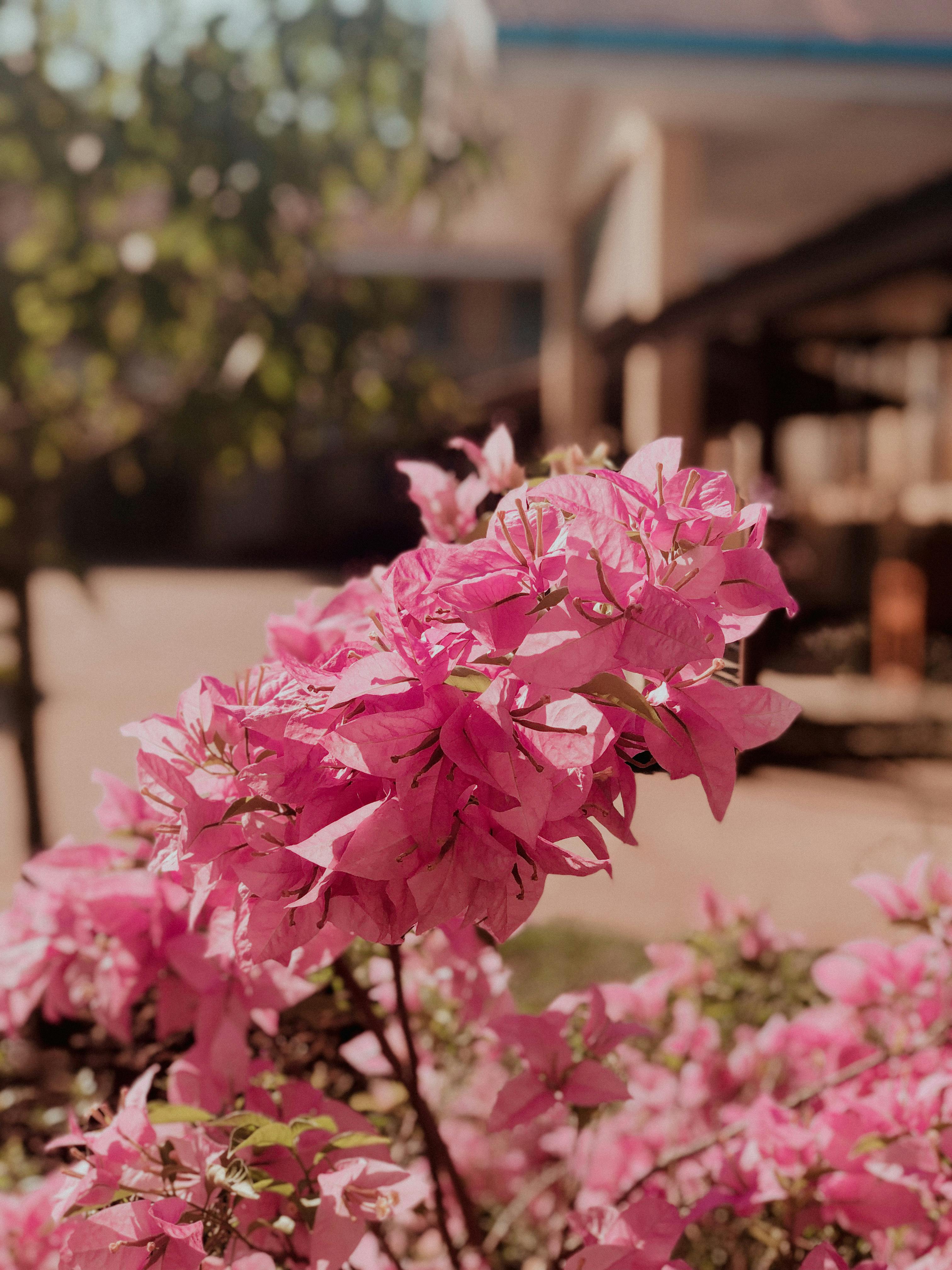 Pink Flowers in a Blurry and Foggy