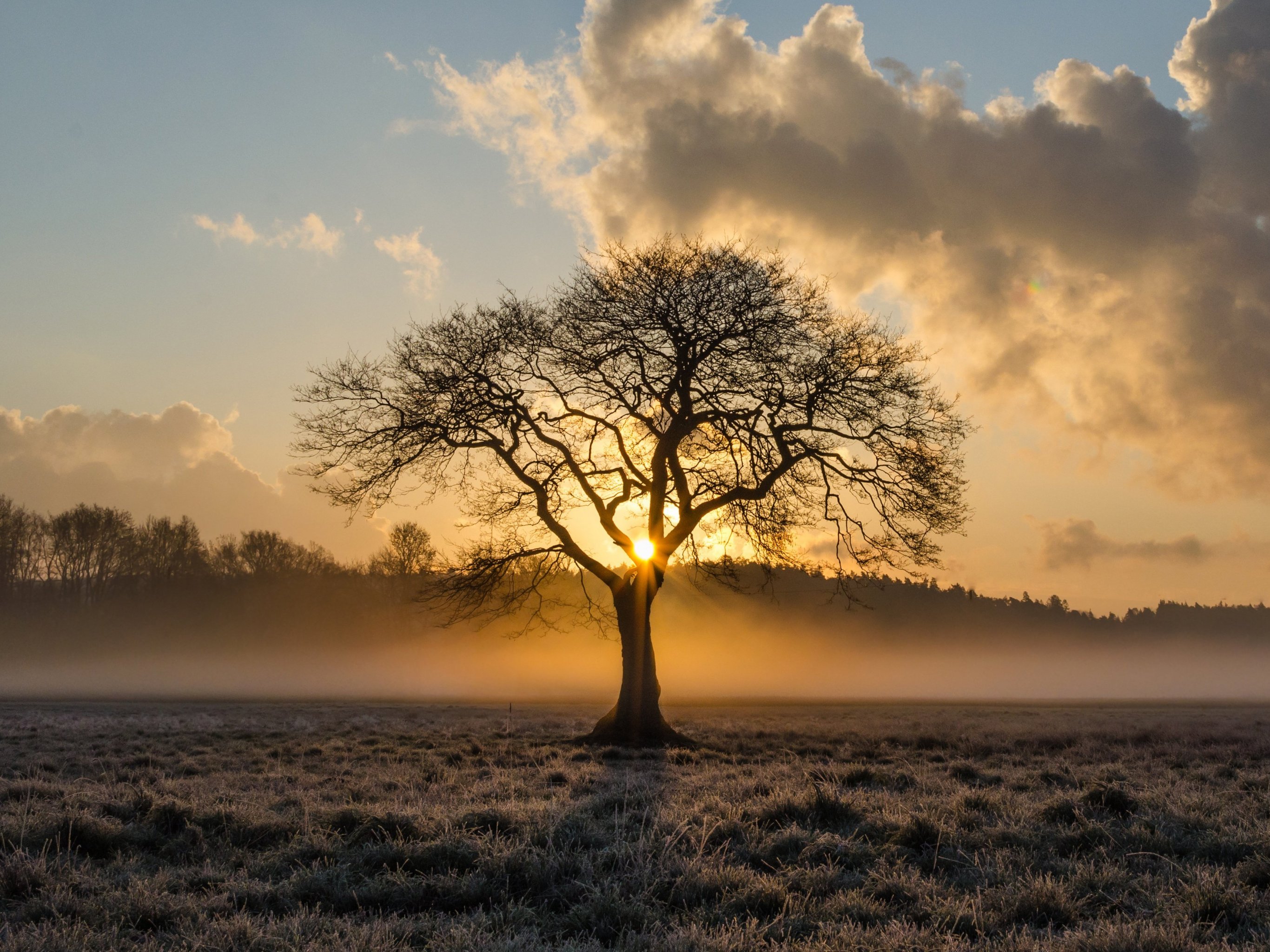 Sunrise in the Trees Wallpaper