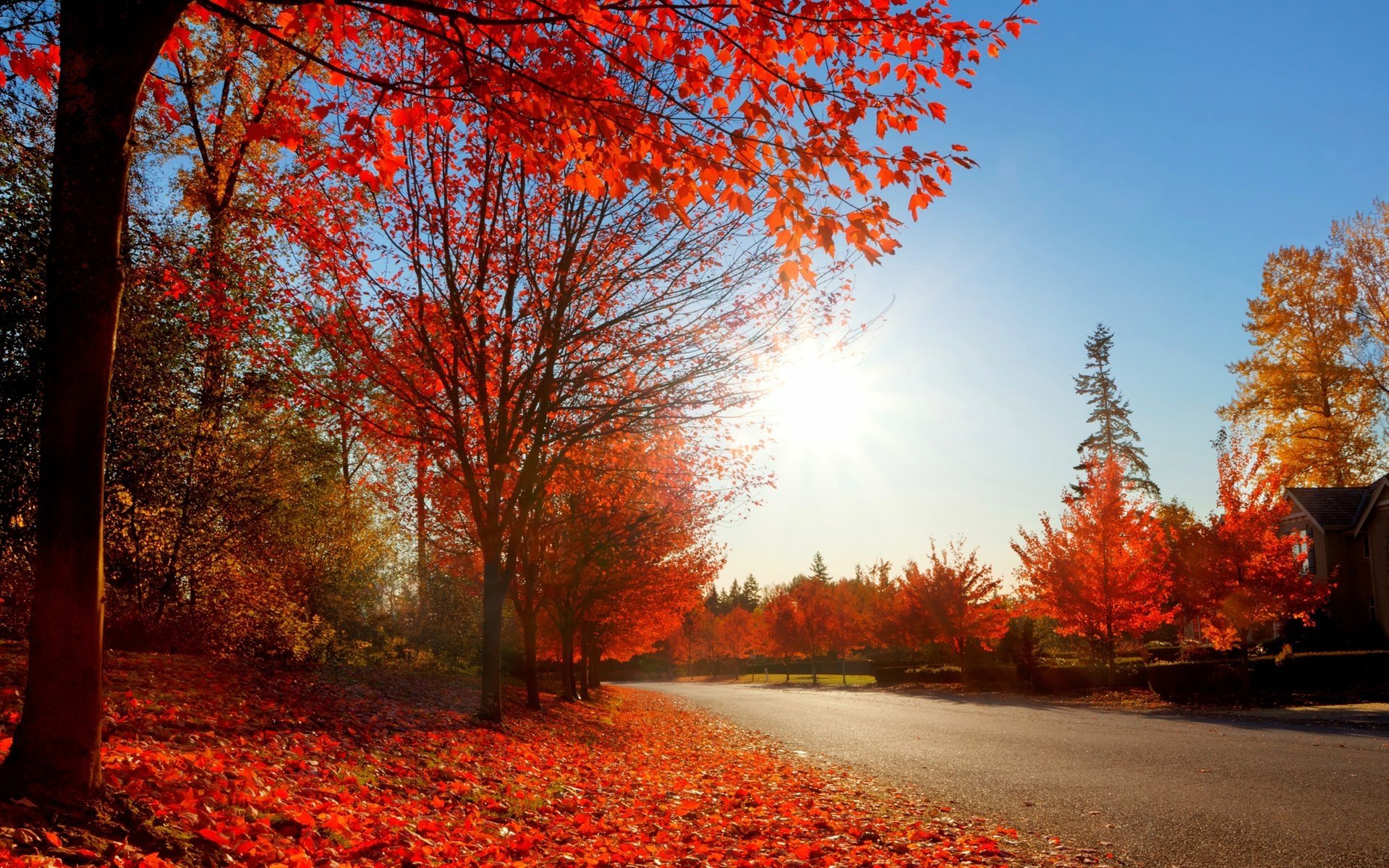 Tree Road Photography Fall HD Wallpaper