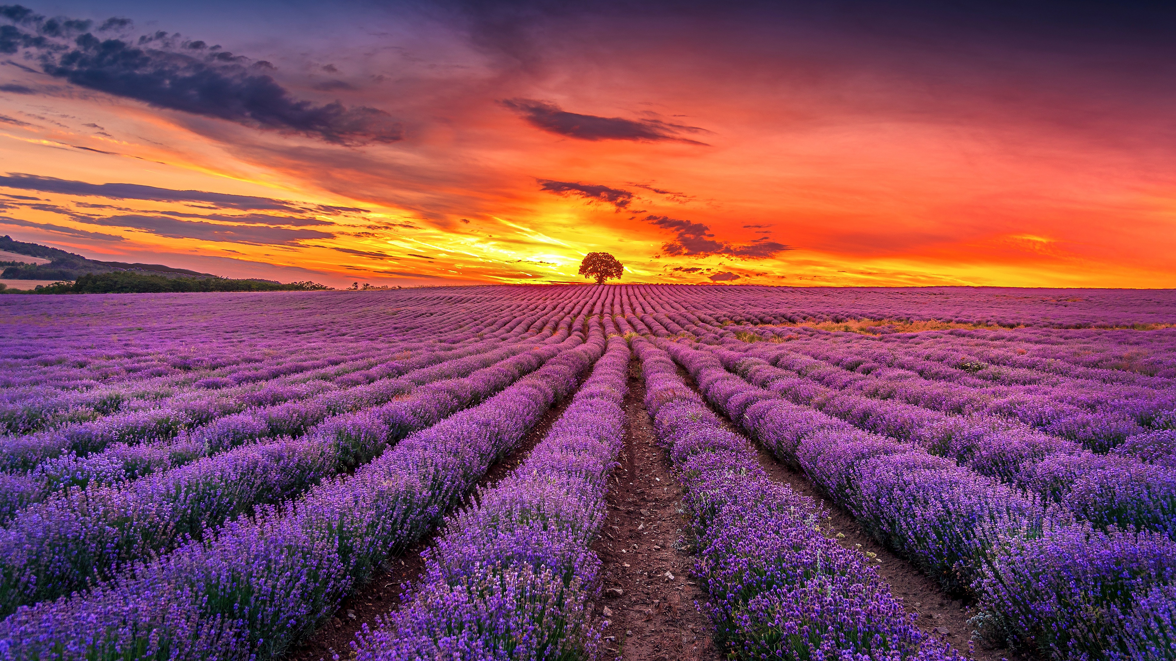 Nature Lavender 4k Ultra HD Wallpaper
