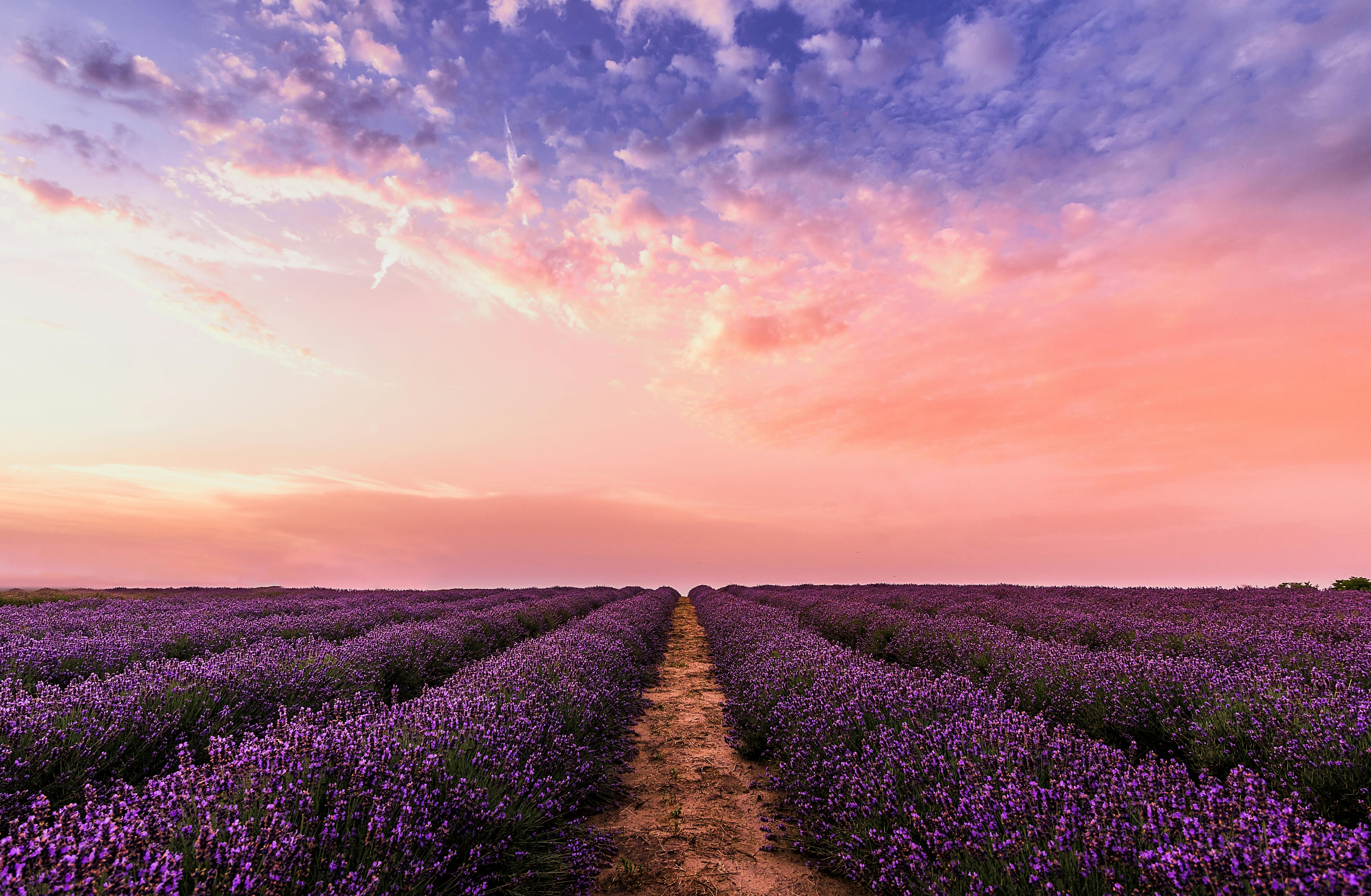 Lavender Background Photo, Download