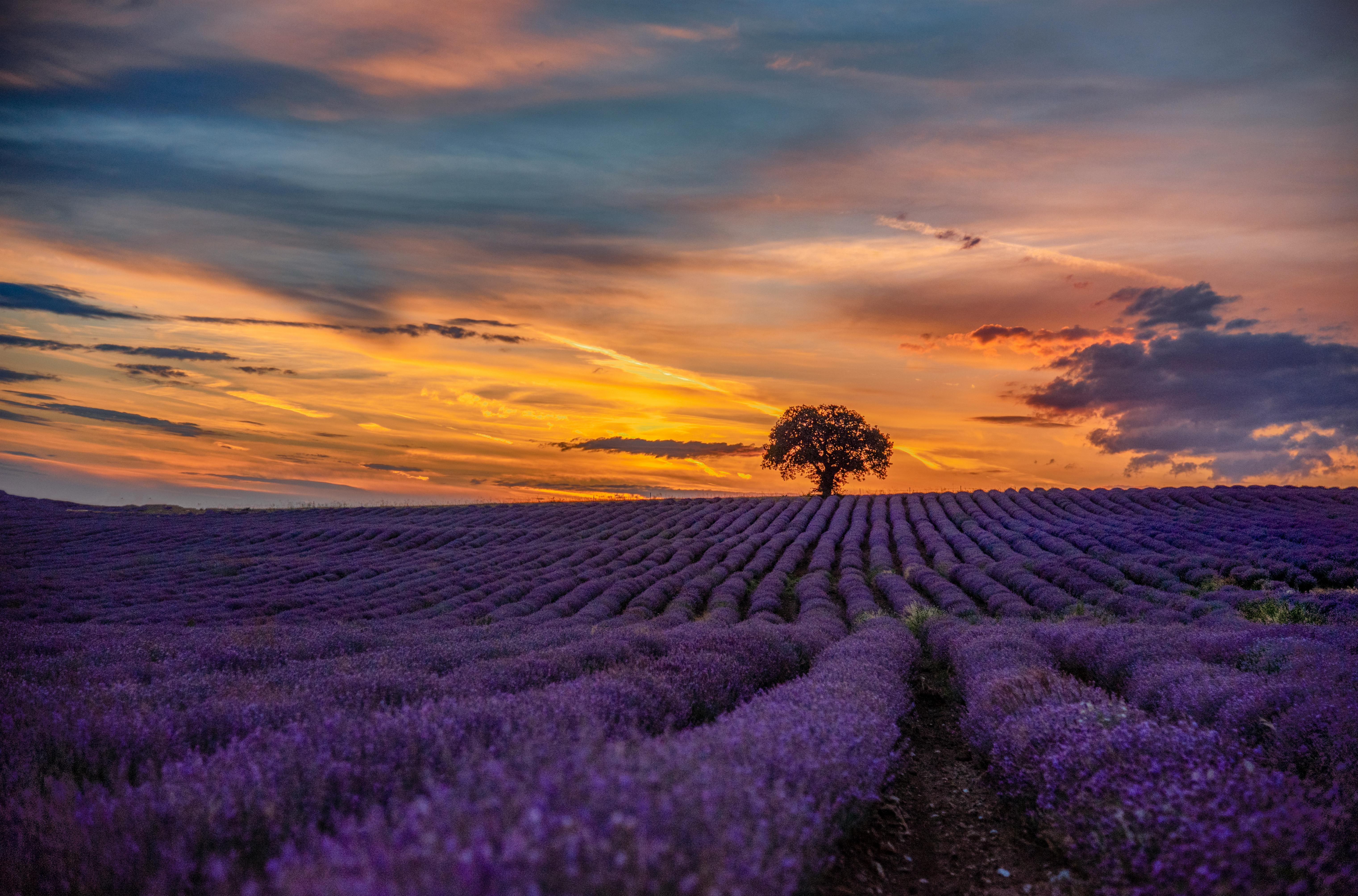 Lavender Background Photo, Download