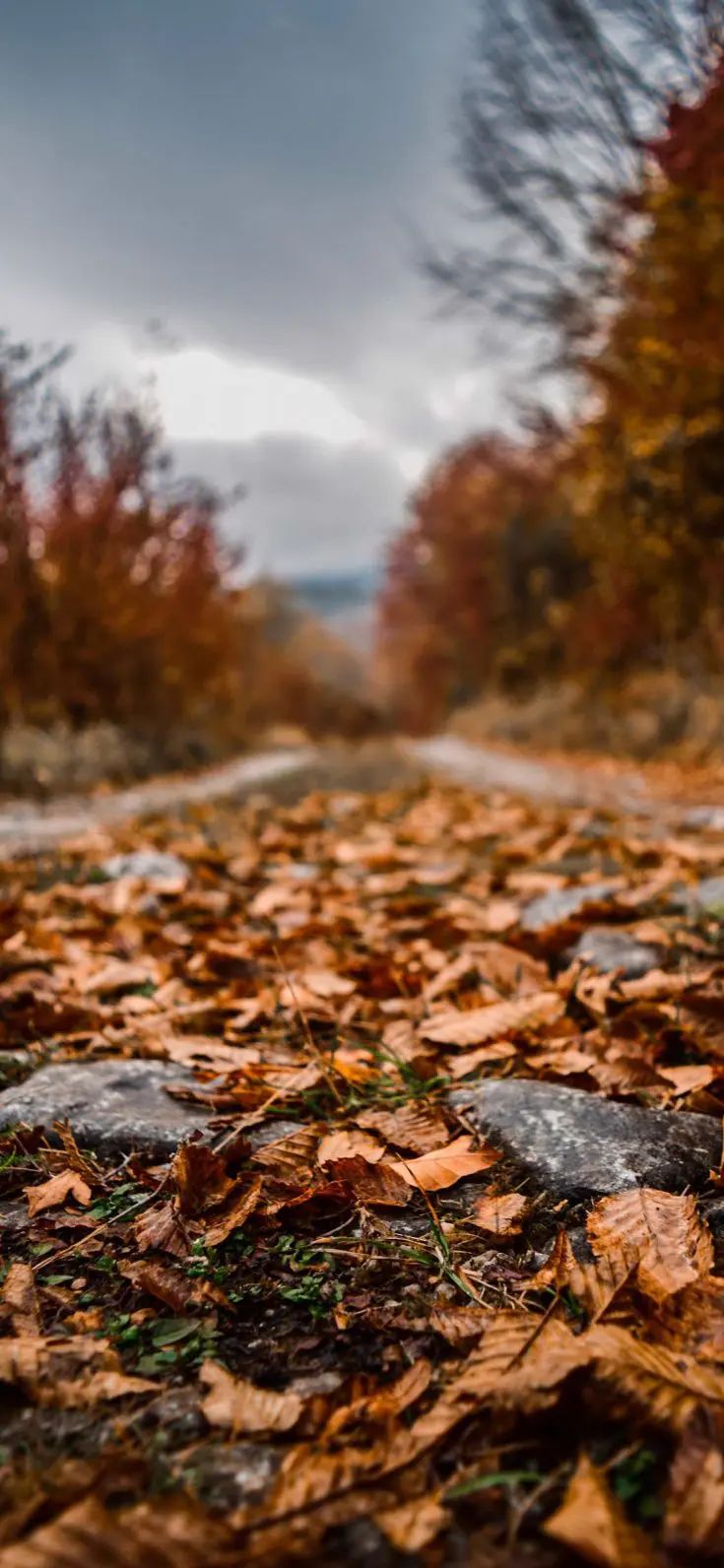 FREE Download Best Autumn Wallpaper