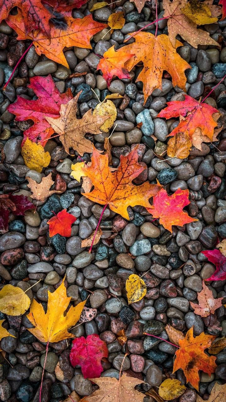 Pebbles Autumn Phone Wallpaper