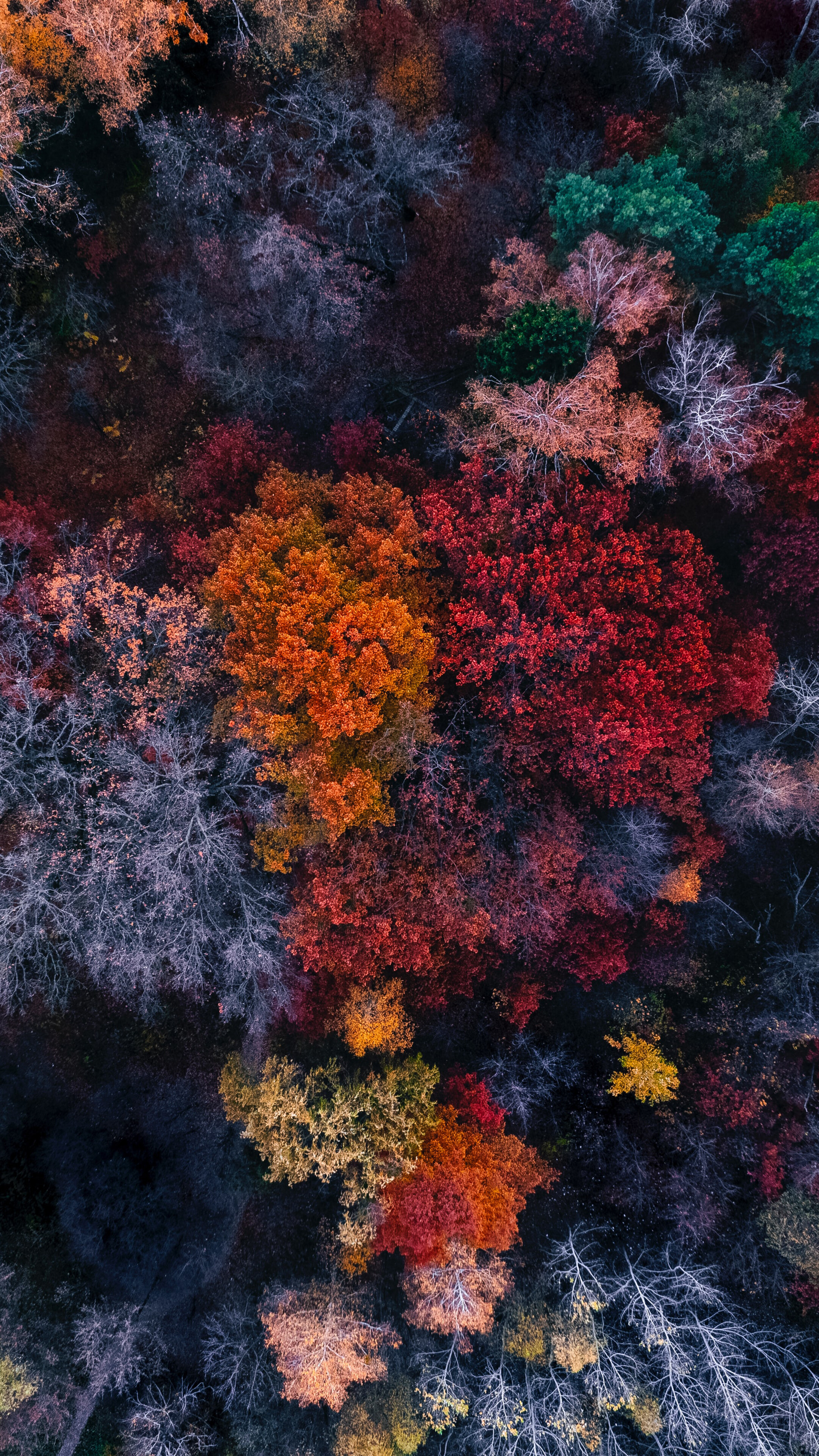 Autumn Colourful Trees Aerial View Forest Nature 4K Wallpaper iPhone HD Phone f