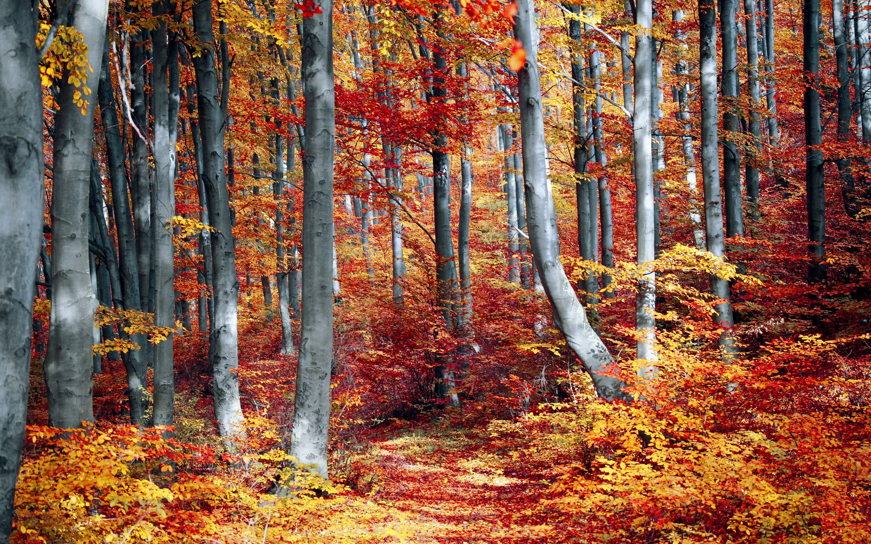 Autumn Forest Wallpaper 4K, Woods, Trees, Fall, Seasons