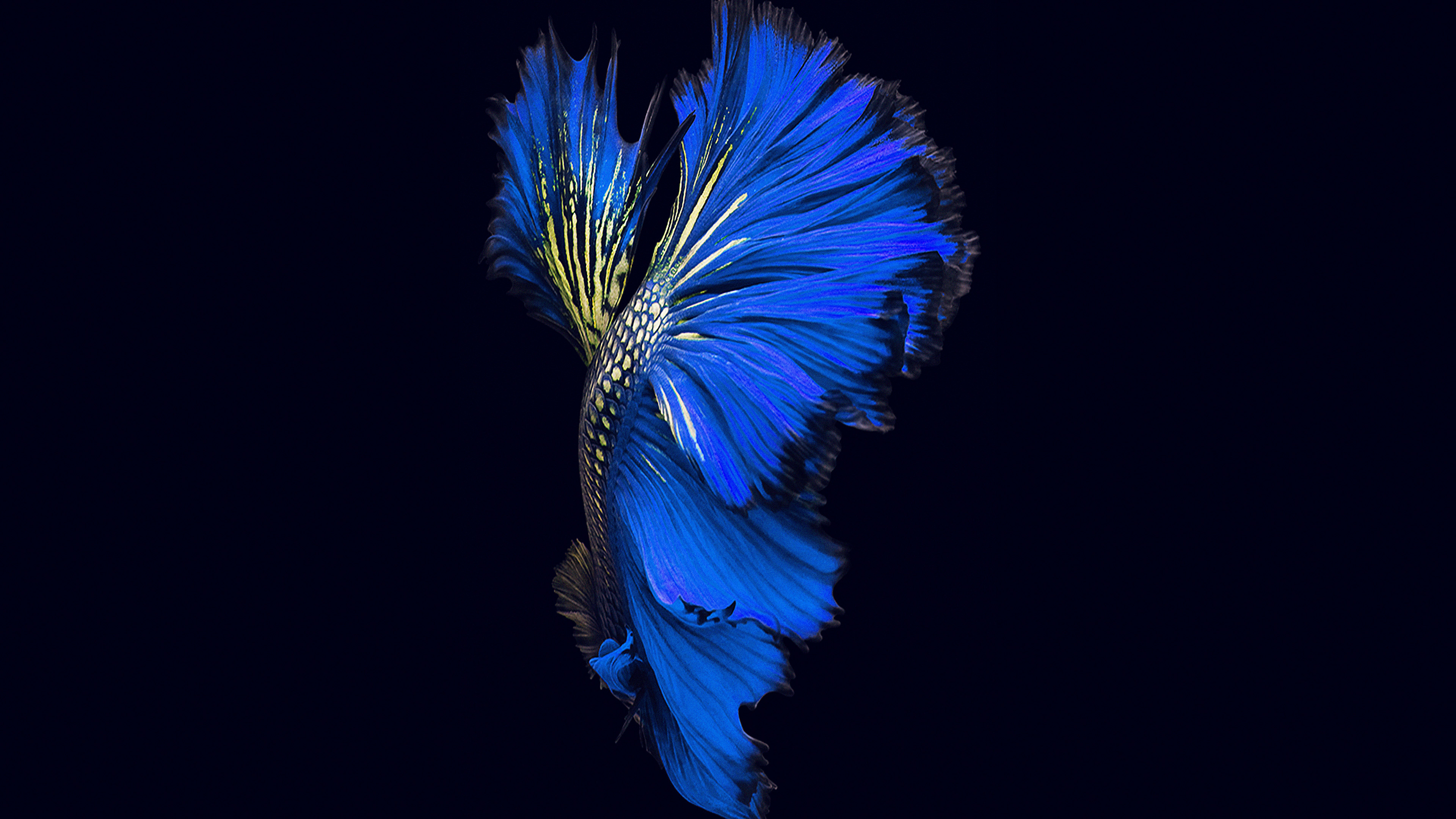 Apple Ios9 Fish Live Background