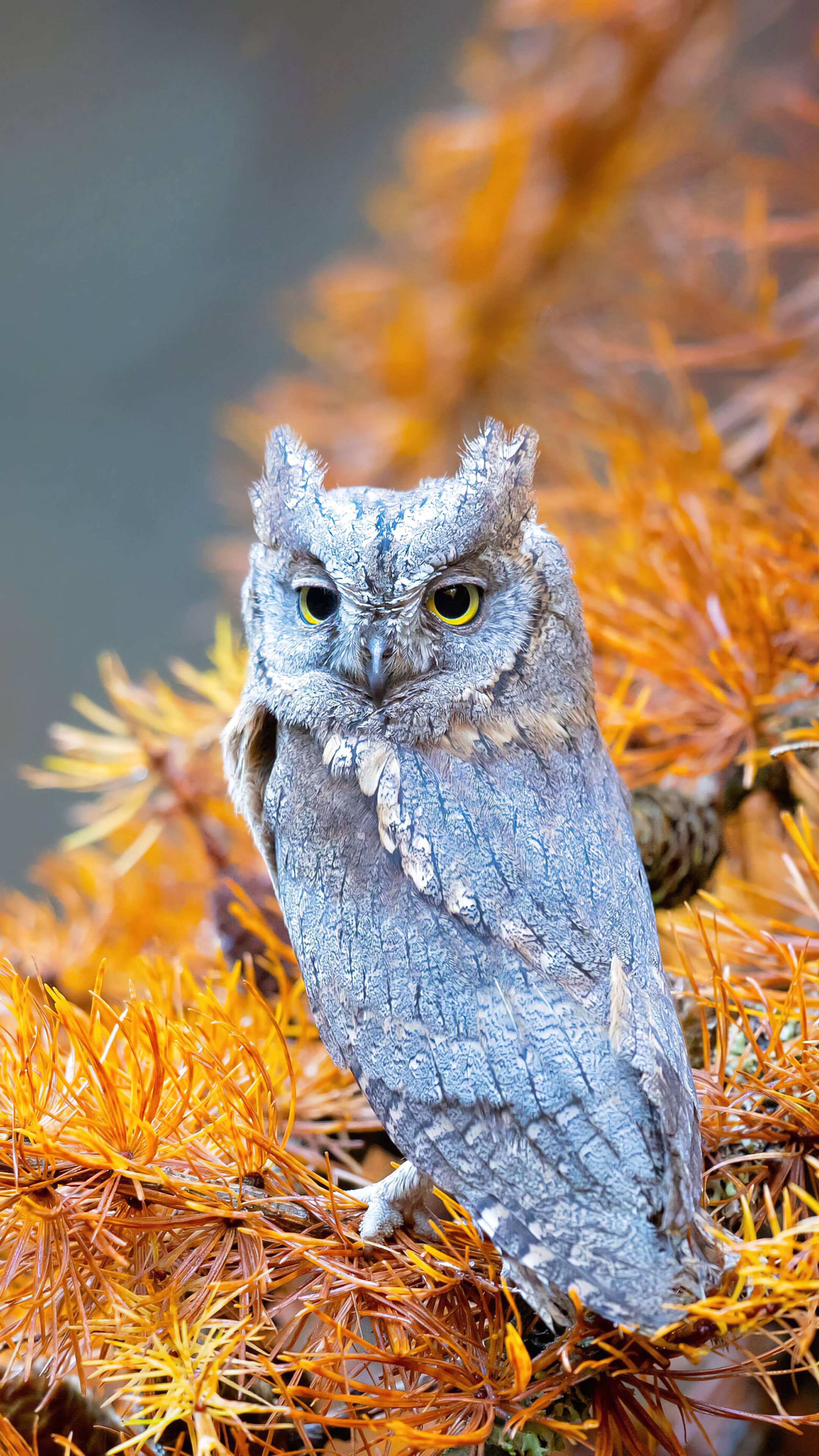Owl Autumn Wallpaper iPhone Phone 4K e