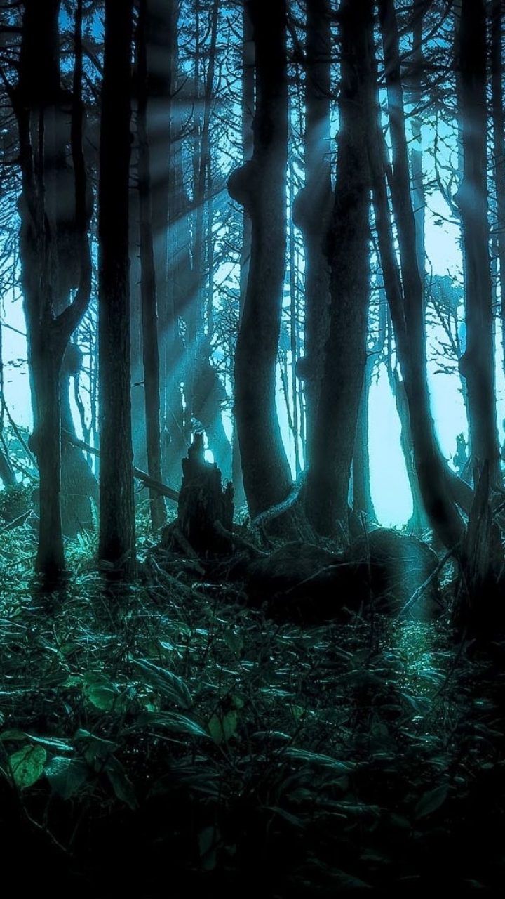 wallpaper: Fantasy, Forest, 1195893