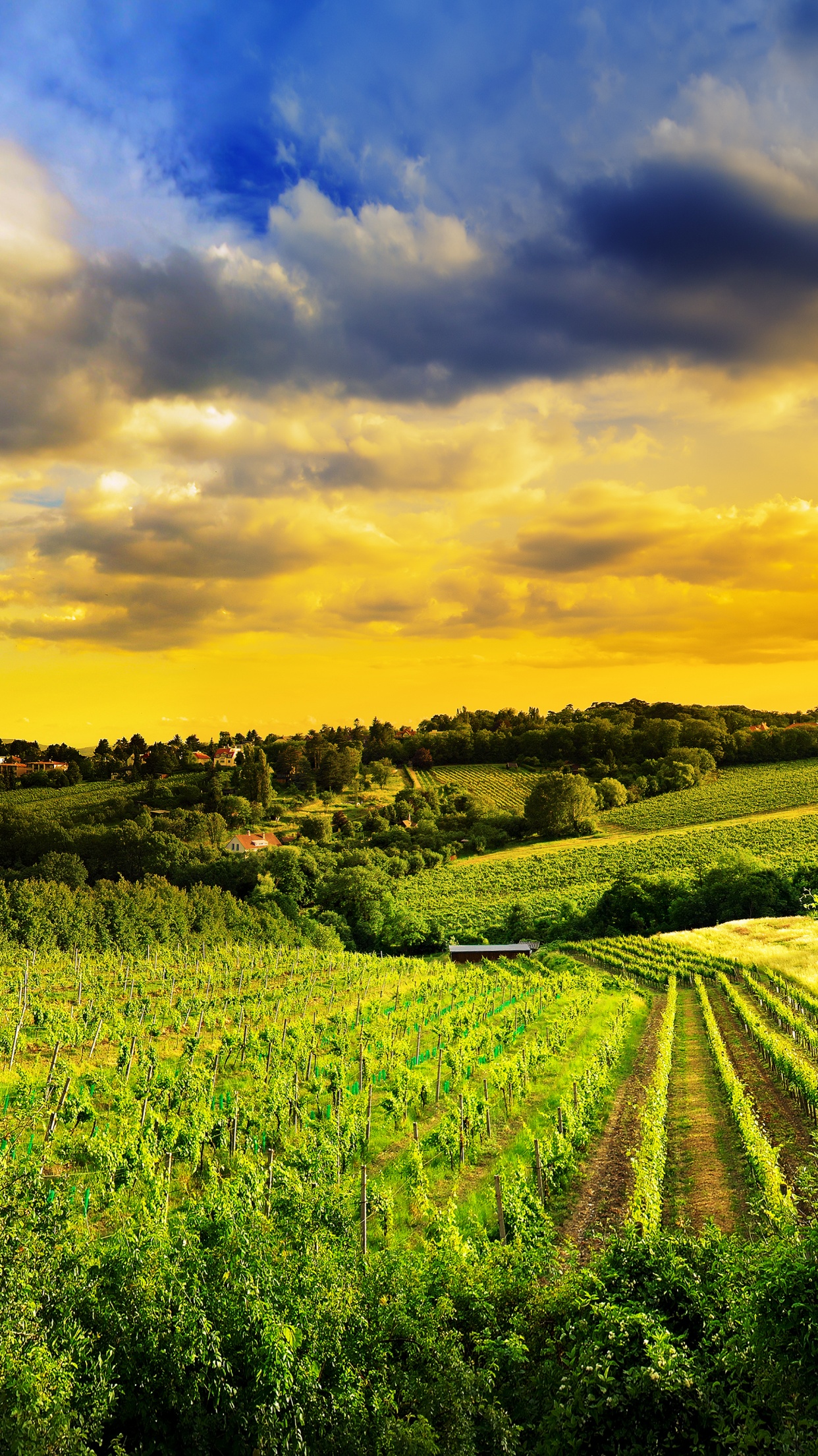 Kahlenberg hills Wallpaper 4K, Vienna