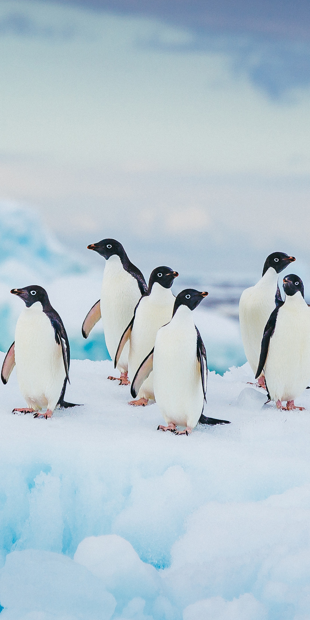 Penguin iPhone Wallpaper