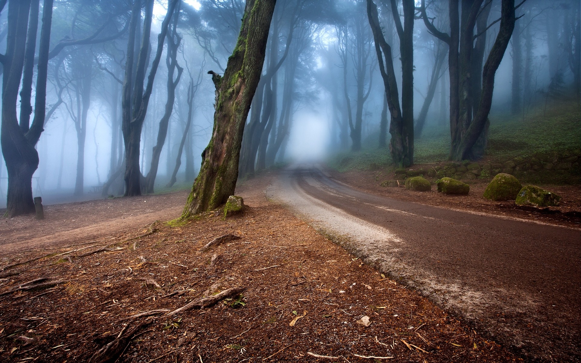hill, trees, forest, nature, moss