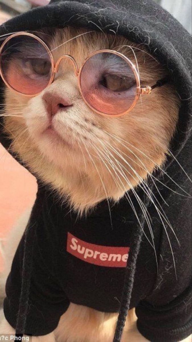 Thug Cat with Spectacles and Supreme