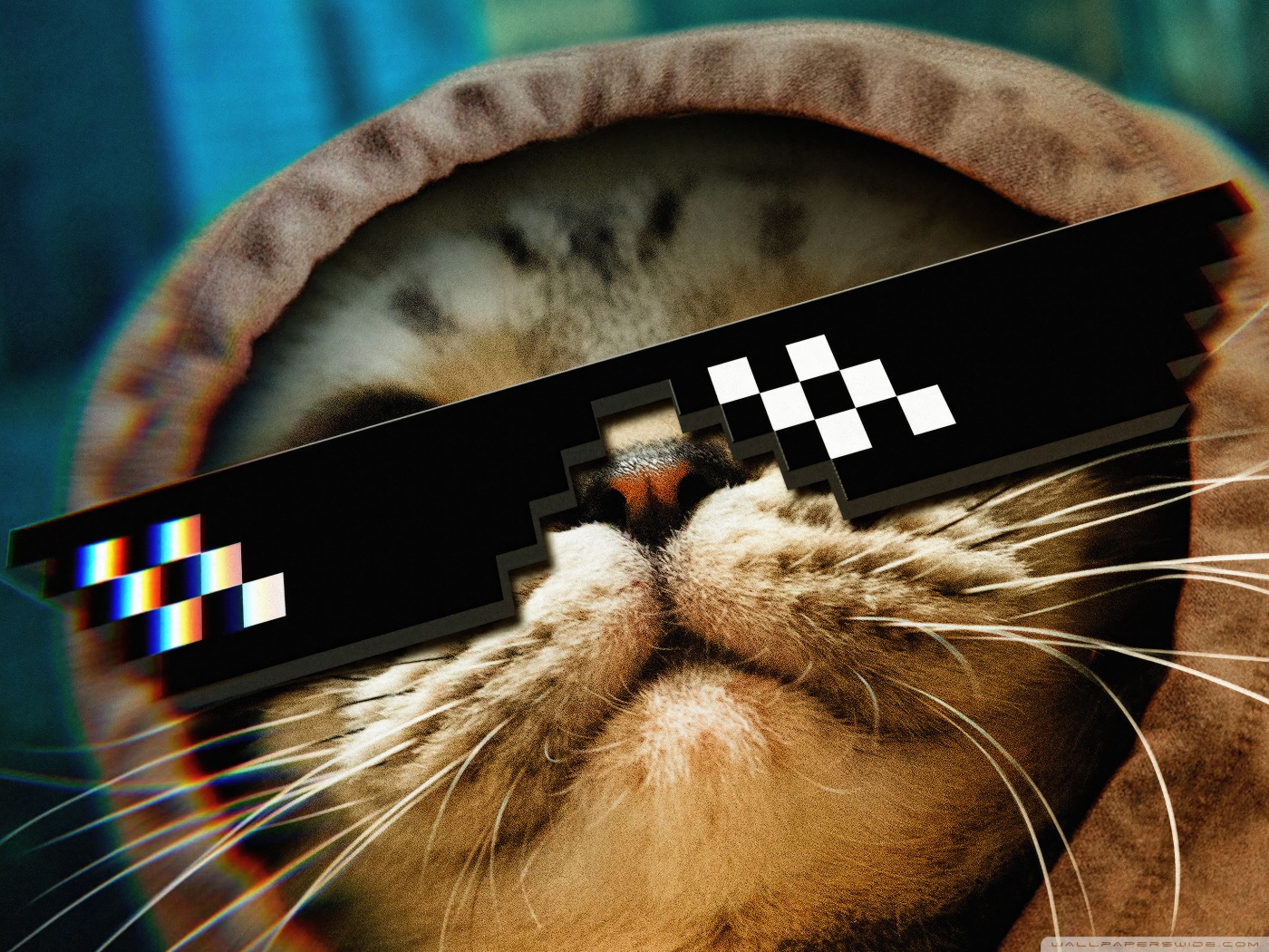 Funny Cat Thug Life Glasses Ultra HD