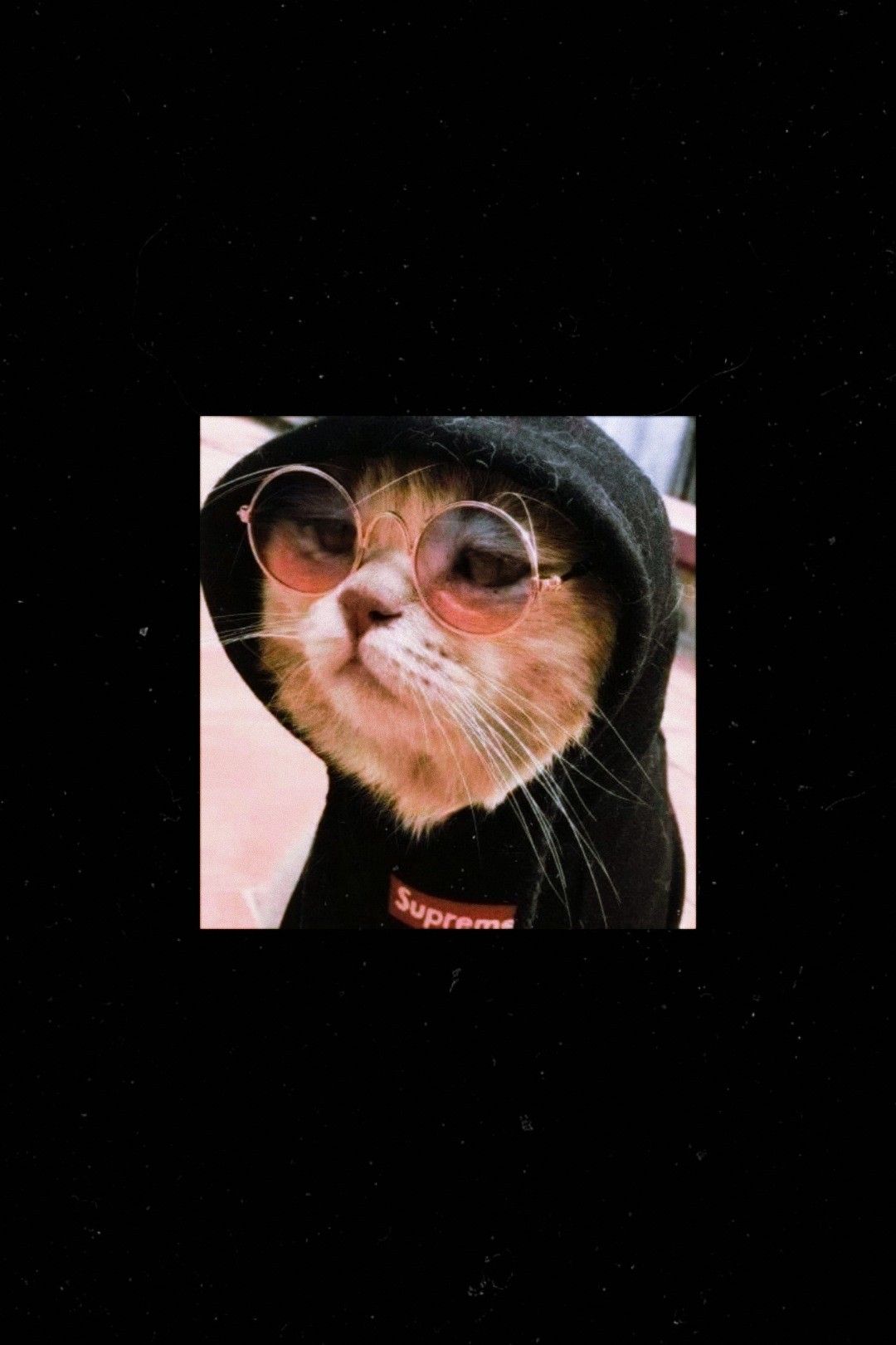 A cute cat in black