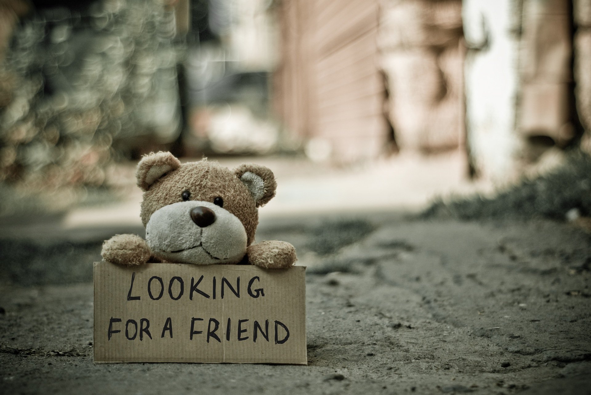 HD Wallpaper - #teddy #finding