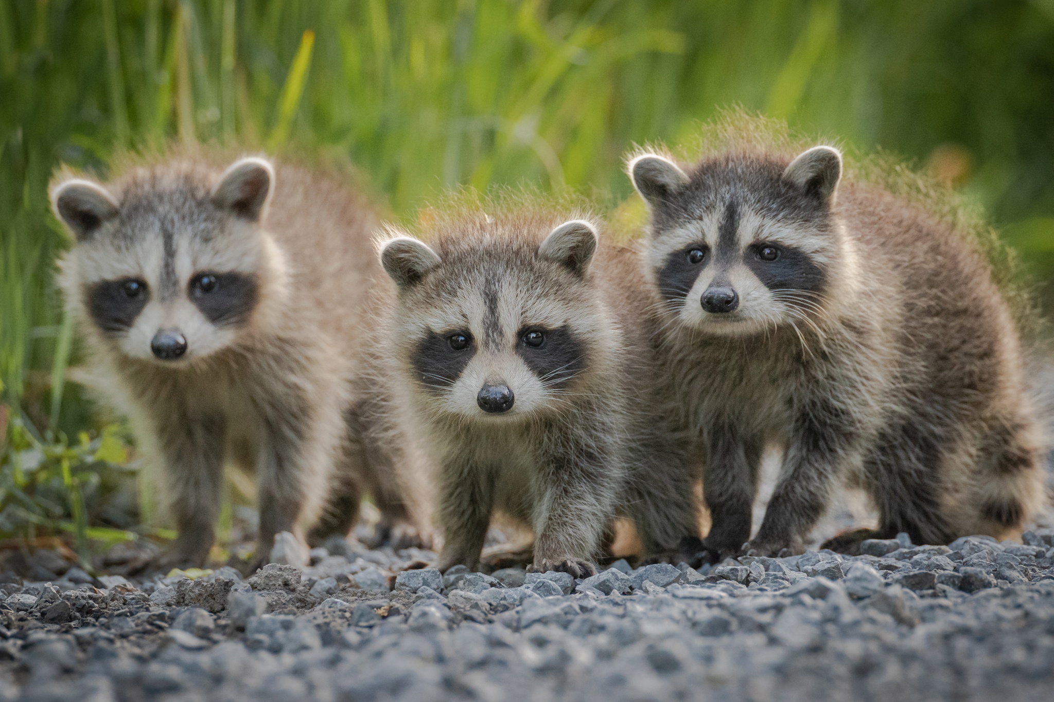 Download Animal Raccoon HD Wallpaper