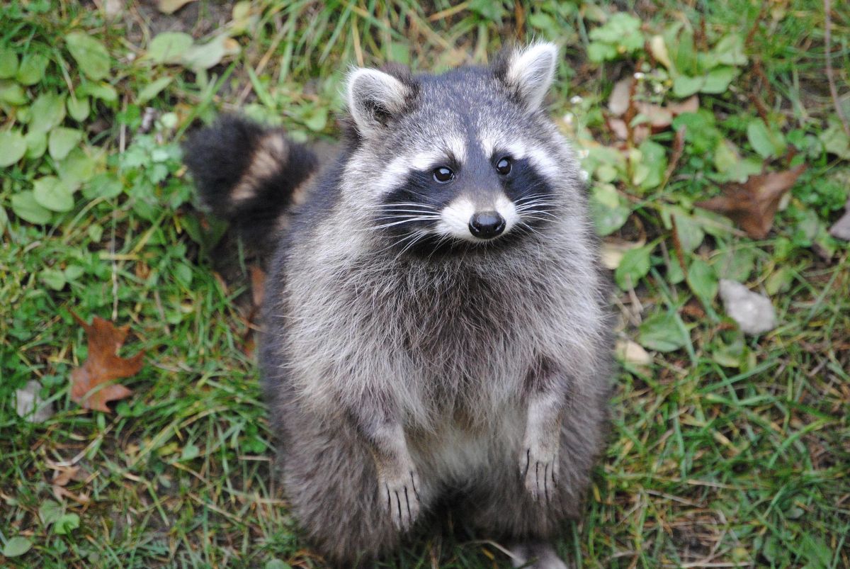 HD Desktop Background With sweet raccoon