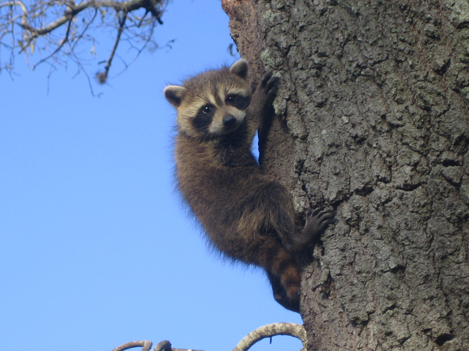 Cute Baby Raccoon Photo