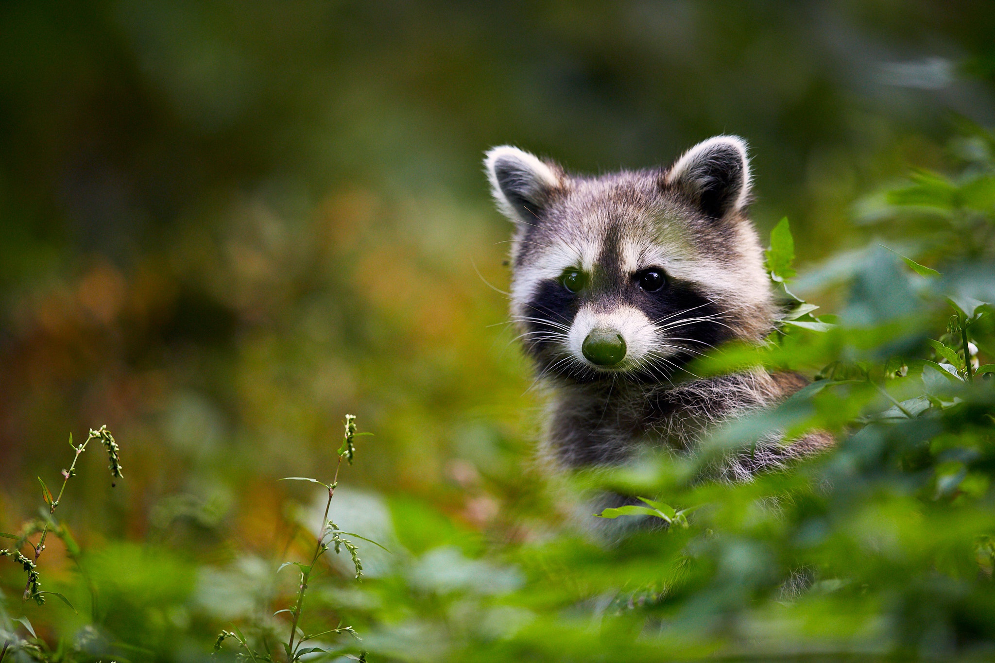 Download Animal Raccoon HD Wallpaper
