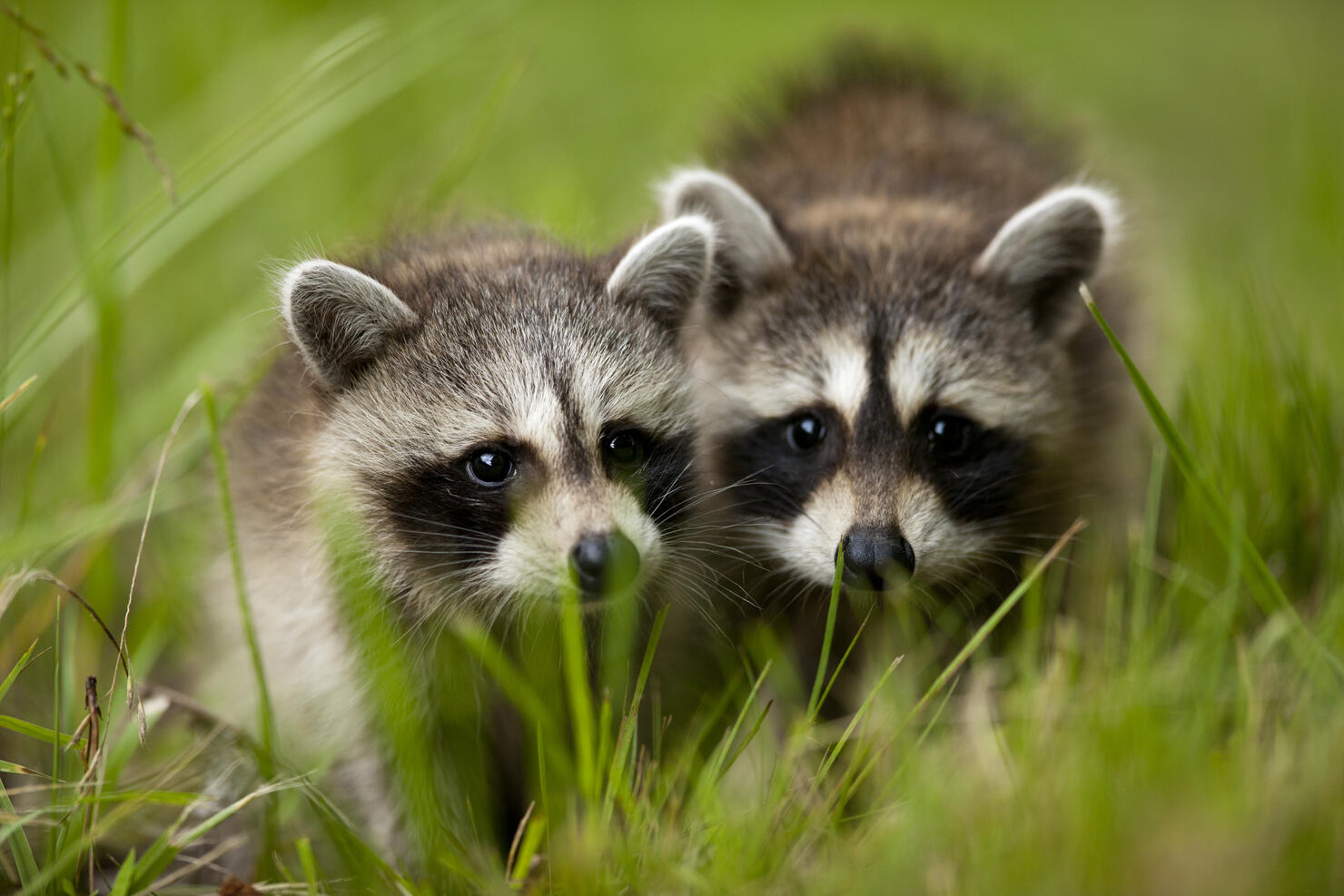 Oh Look at the Cute Baby Raccoons