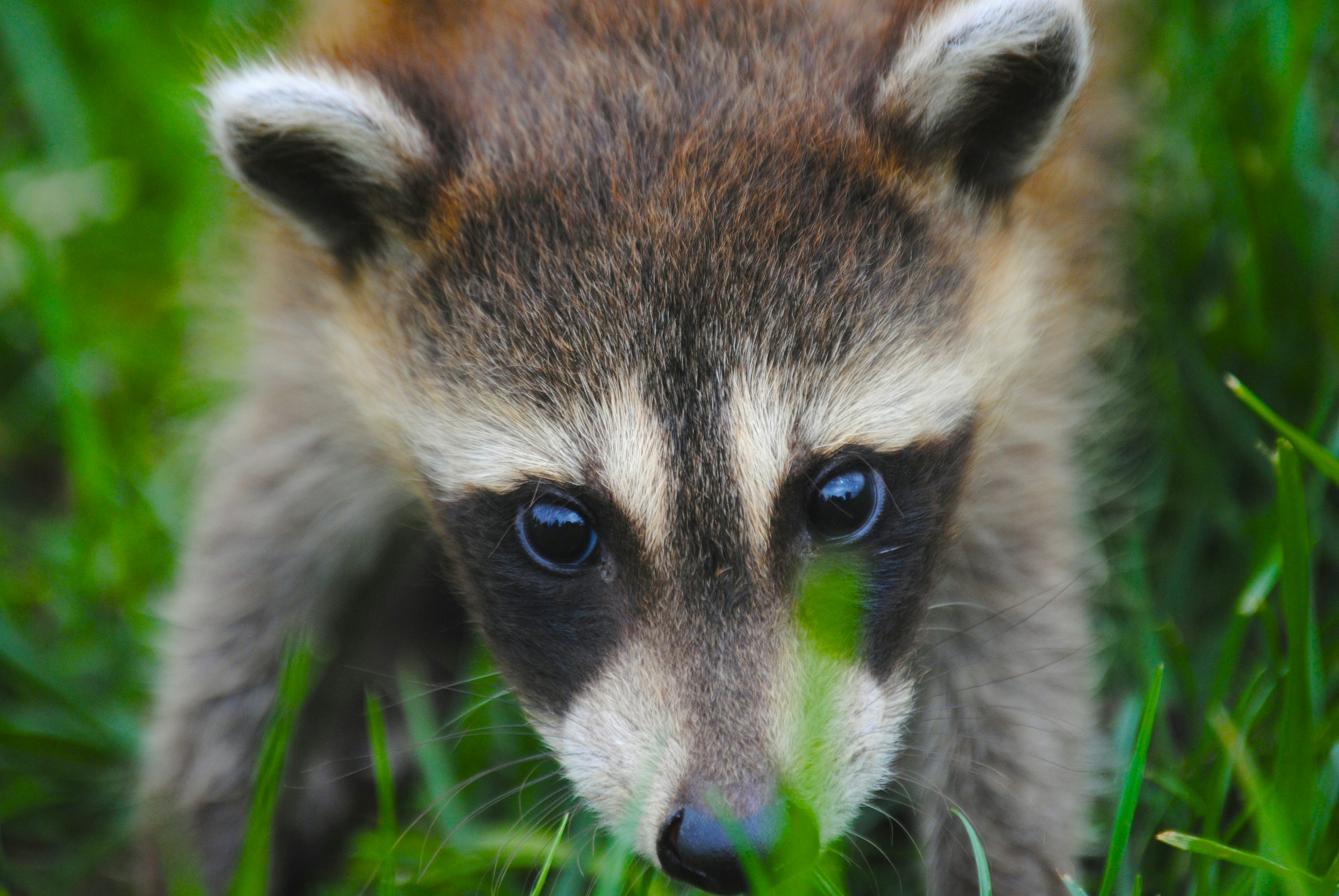 Raccoon Picture. Download Free