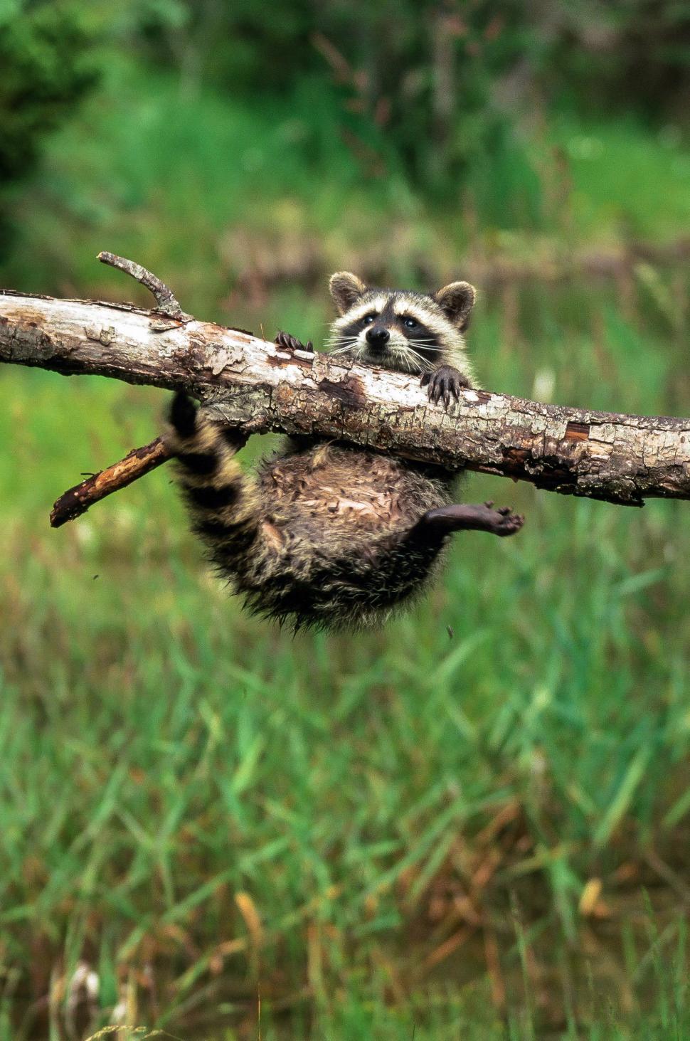 Free of Baby Raccoon