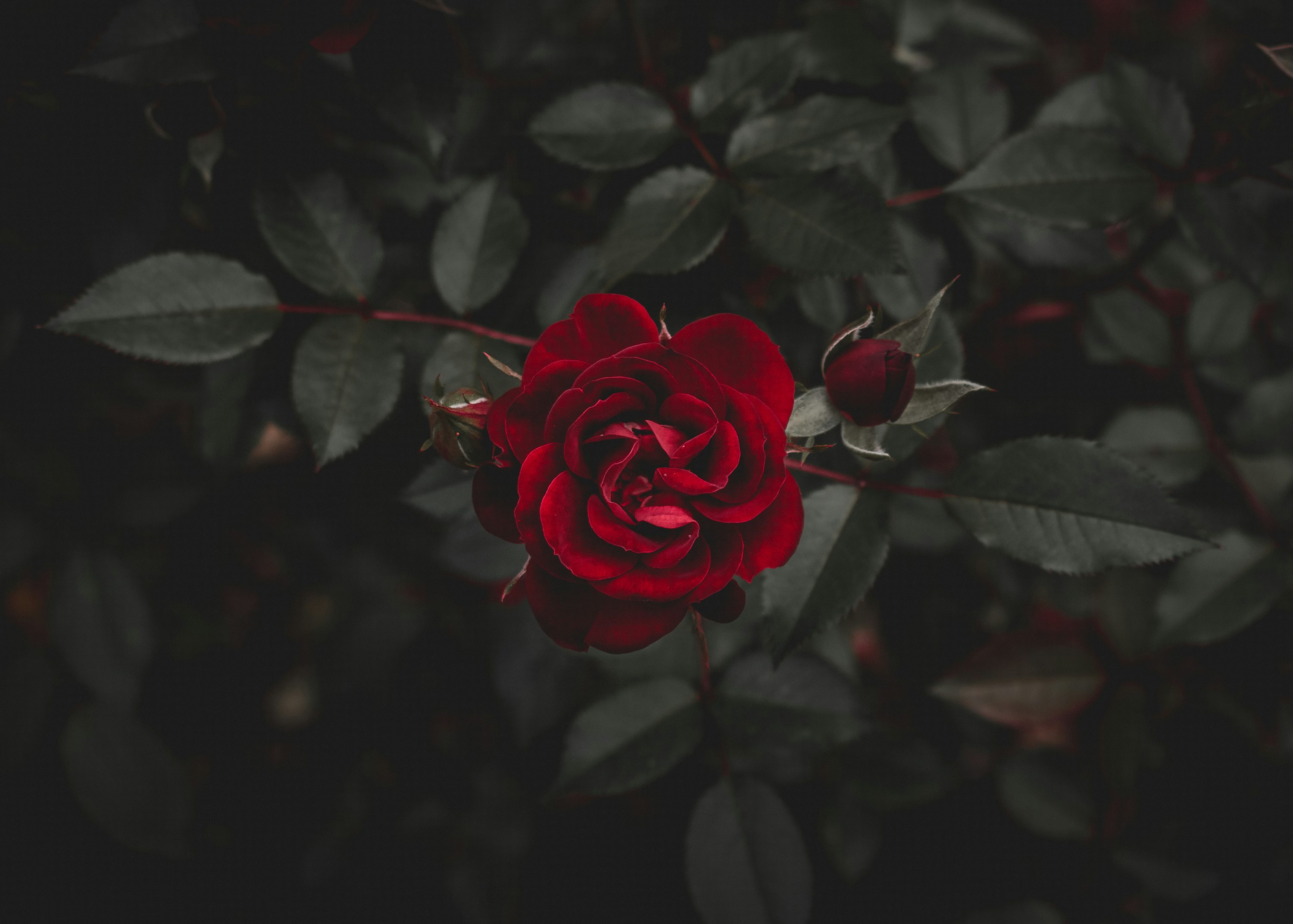 Rose Wallpaper: Free HD Download