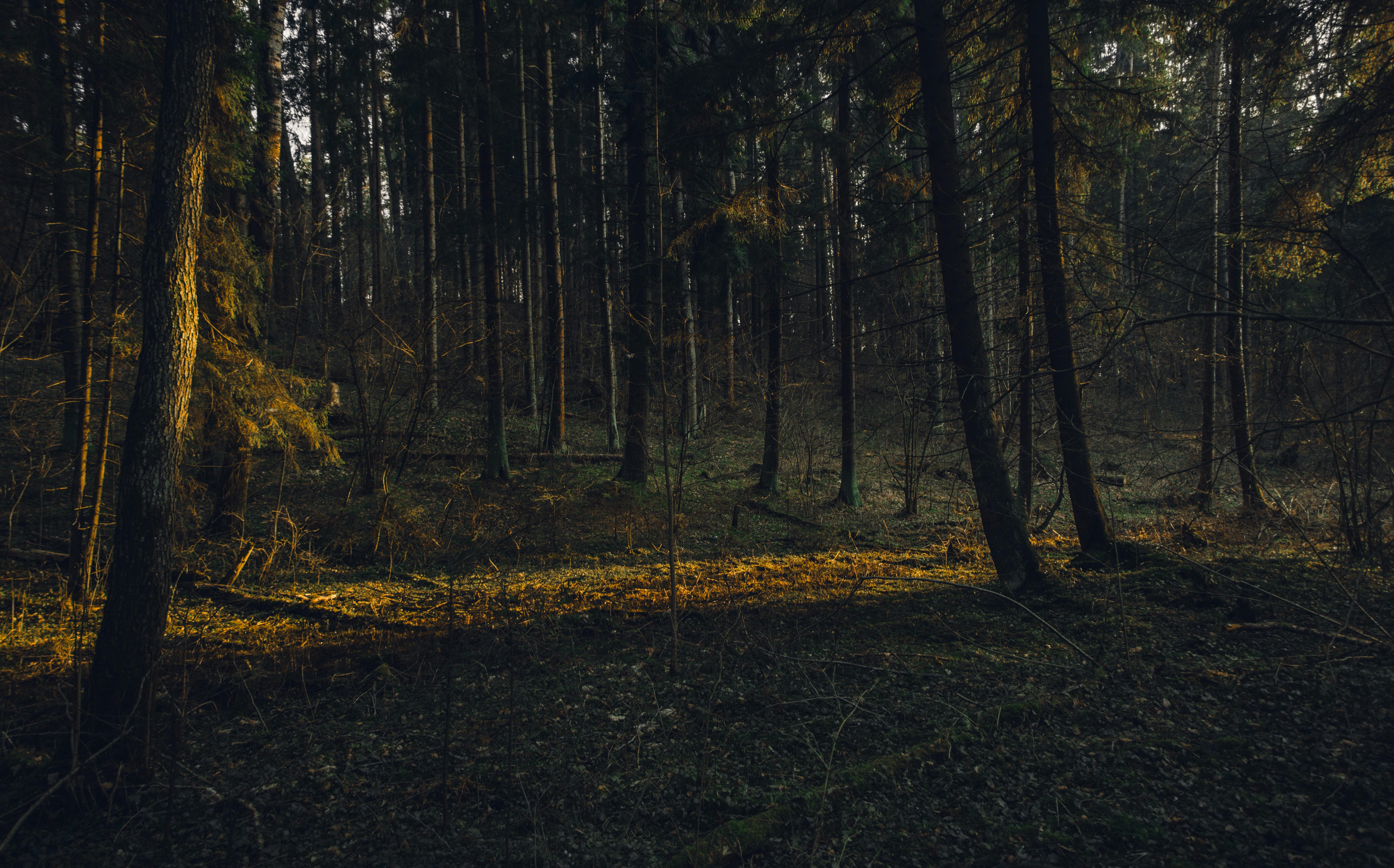 Dark Forest Photo, Download The BEST