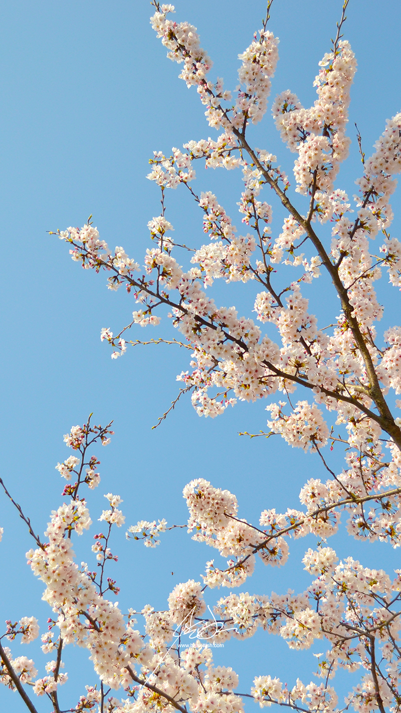 Free Japanese Cherry Blossom Smartphone