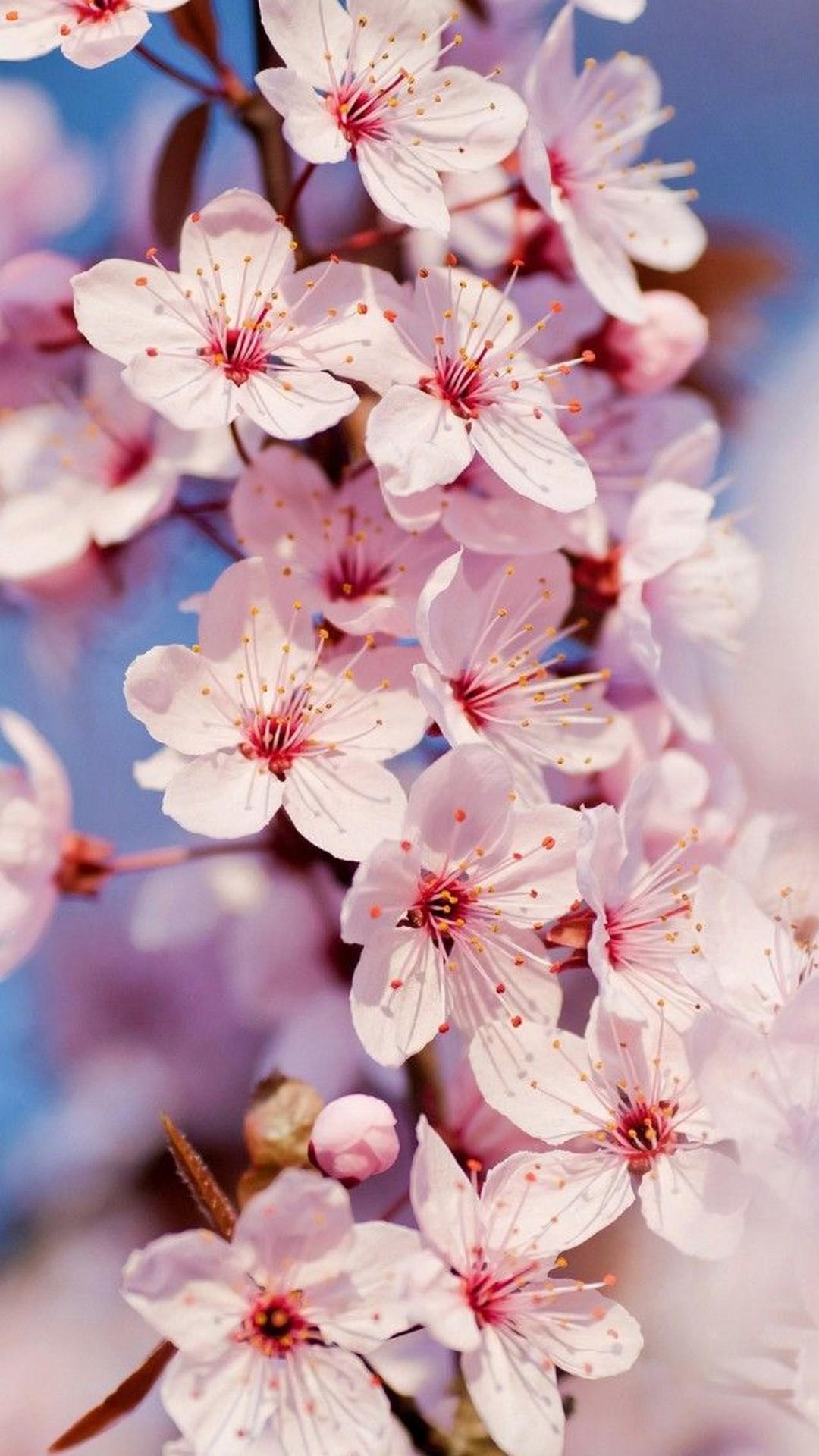 Cherry Blossom Wallpaper APK