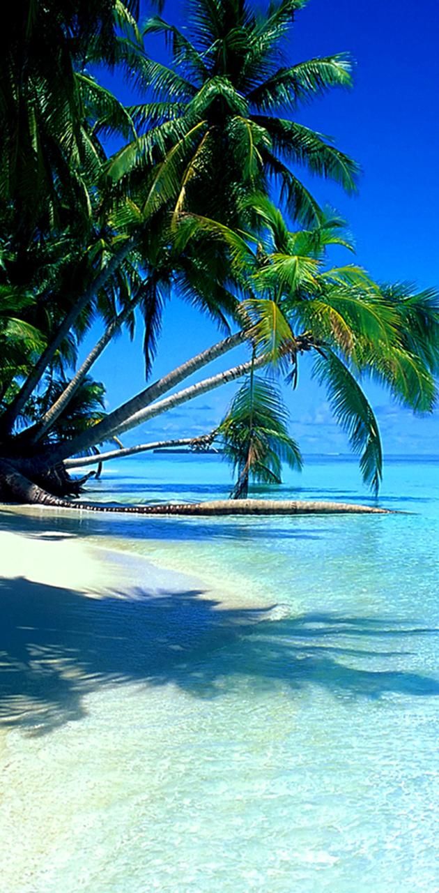 Tropical Beach wallpaper
