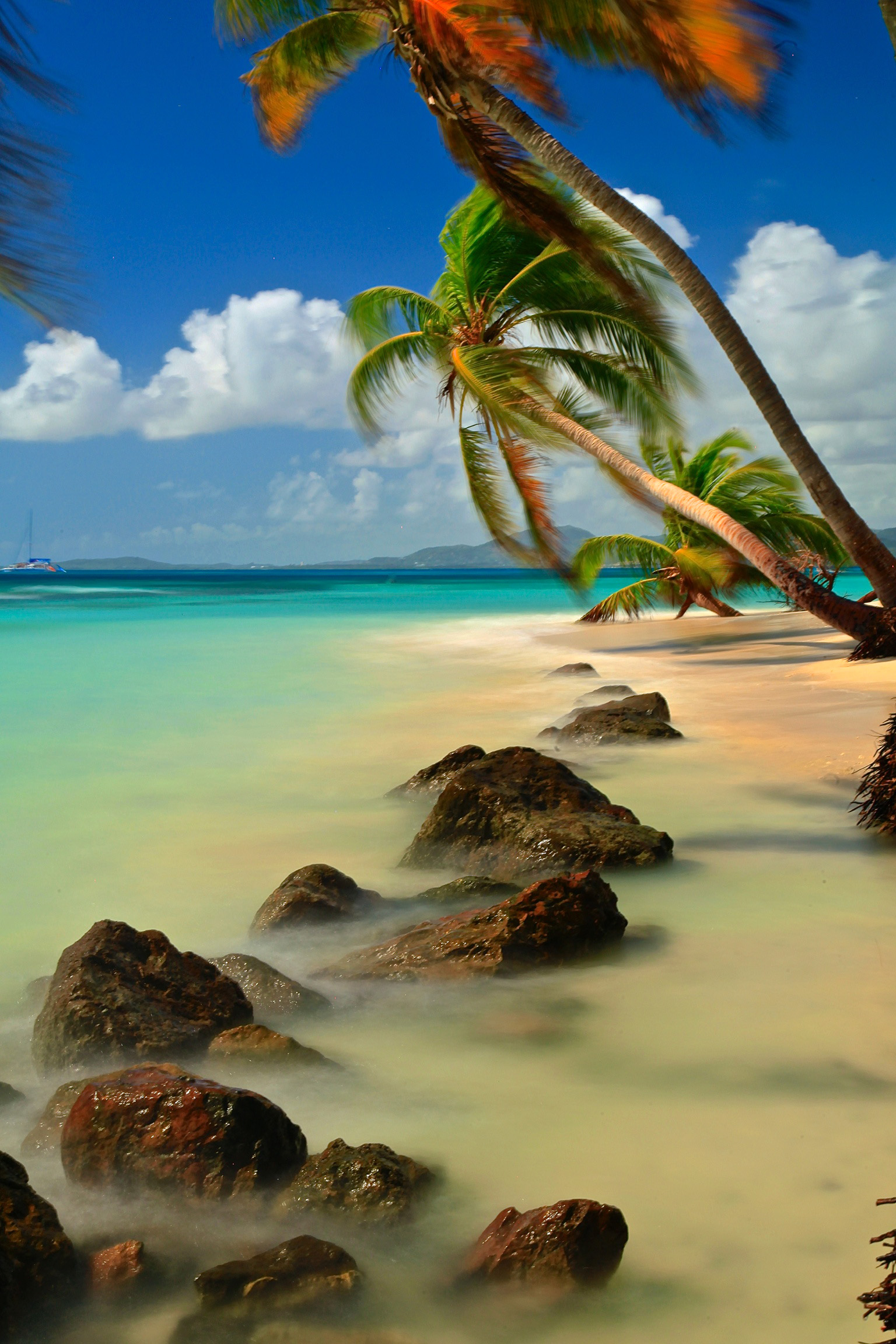 Tropical beach with palm trees image