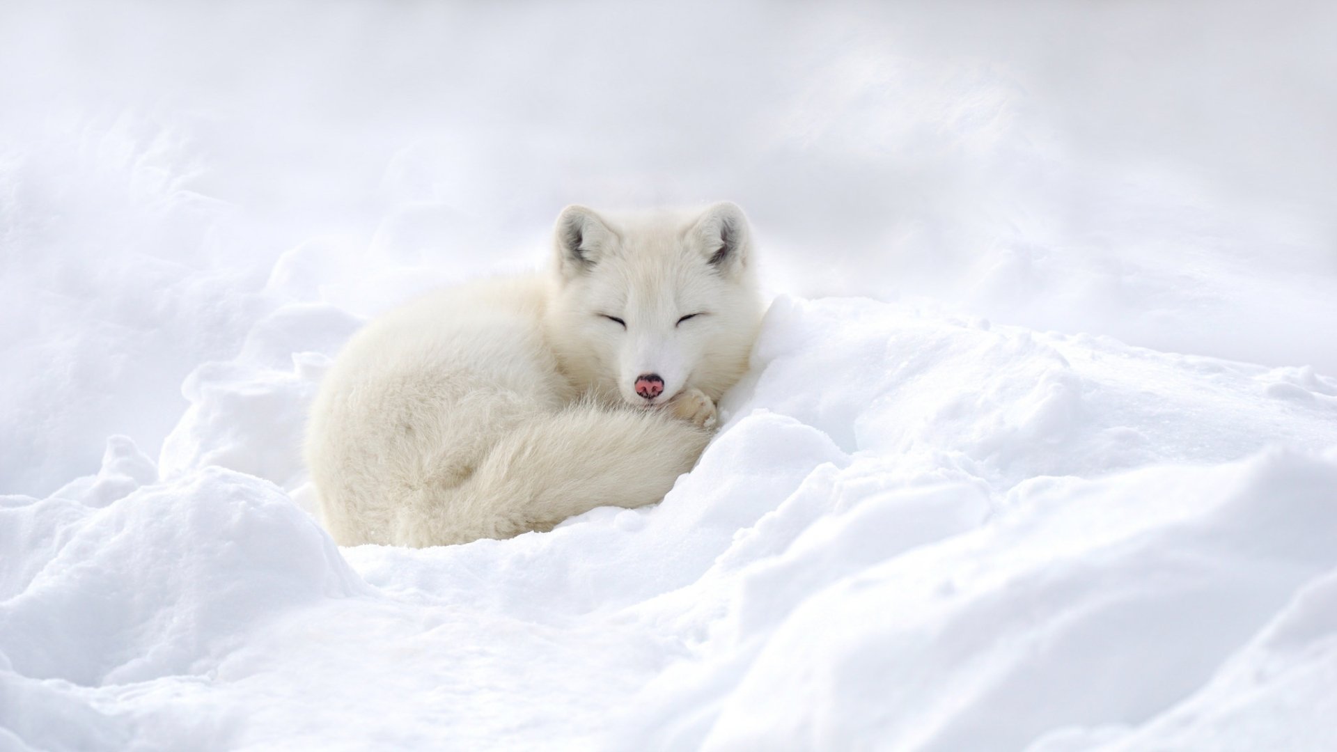 White Snow Animal Arctic Fox HD Wallpaper