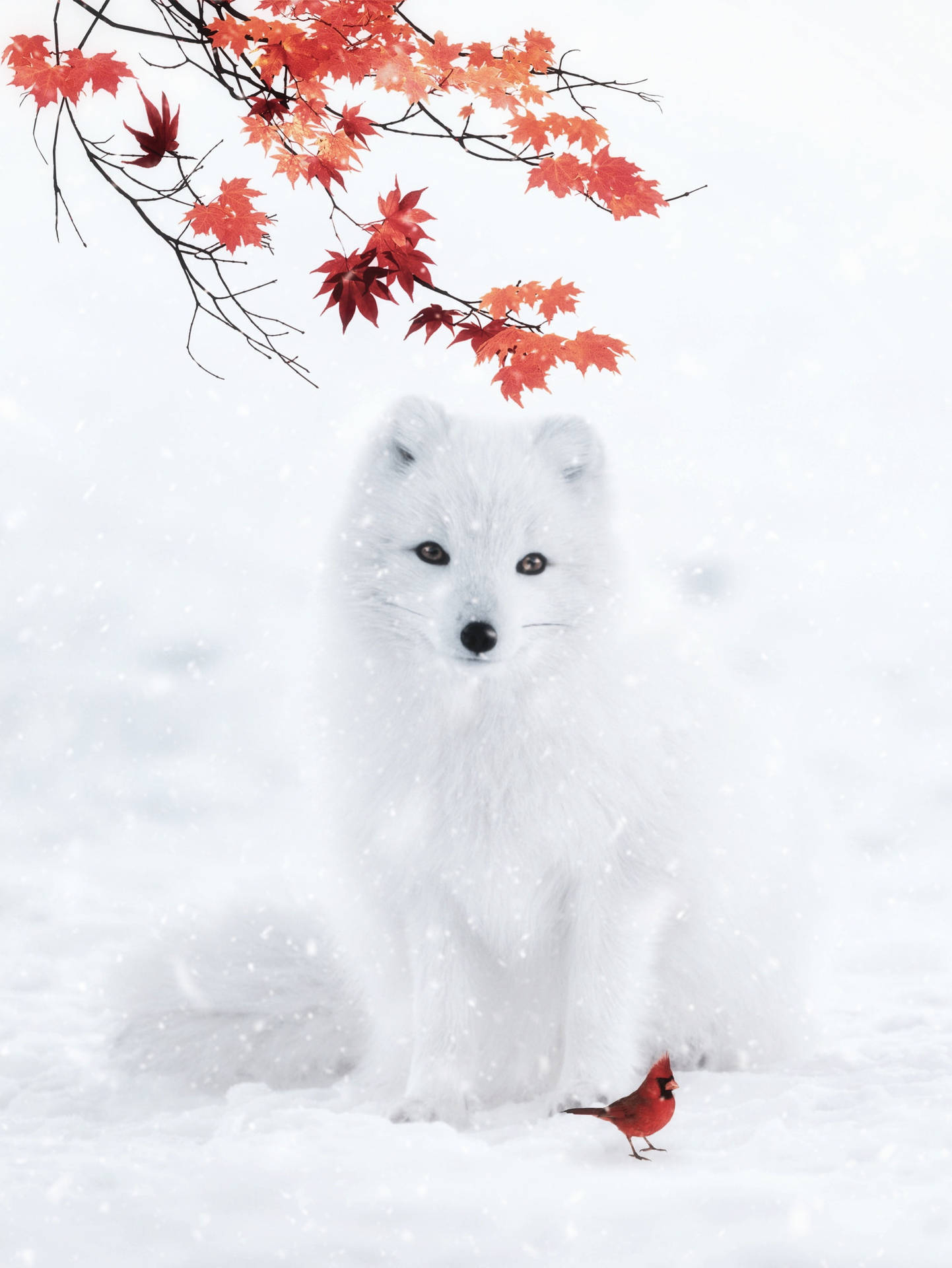 Arctic Fox Wallpaper