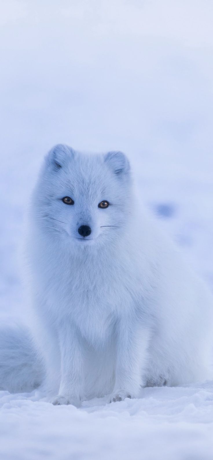 Arctic Fox Apple iPhone