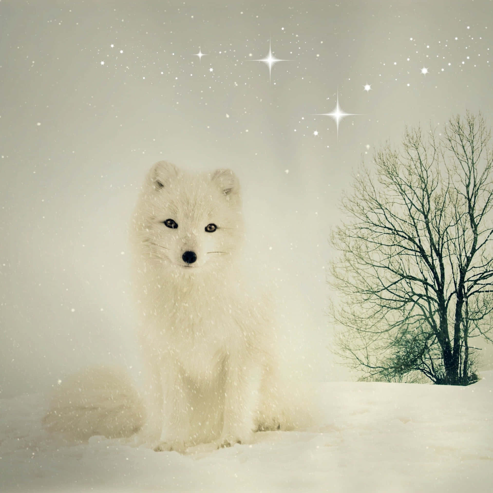 Download A beautiful Arctic Fox playing