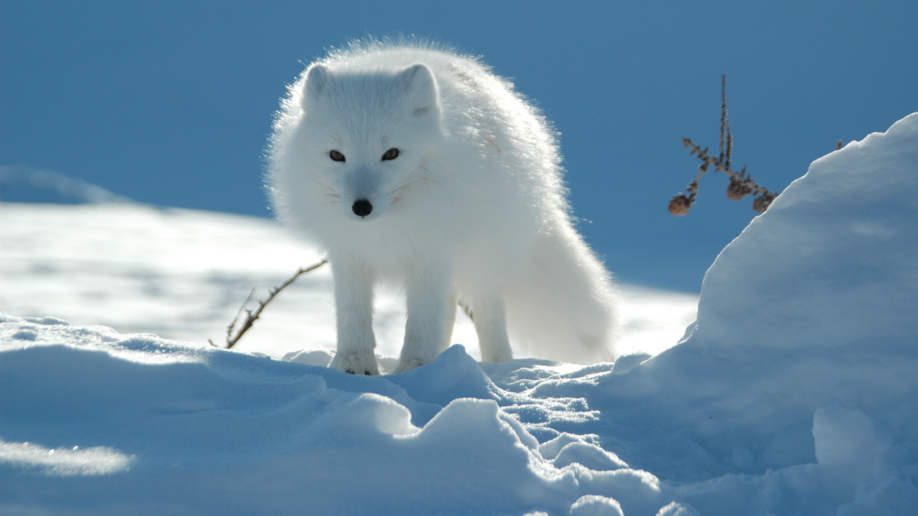 Download Animal Arctic Fox HD Wallpaper
