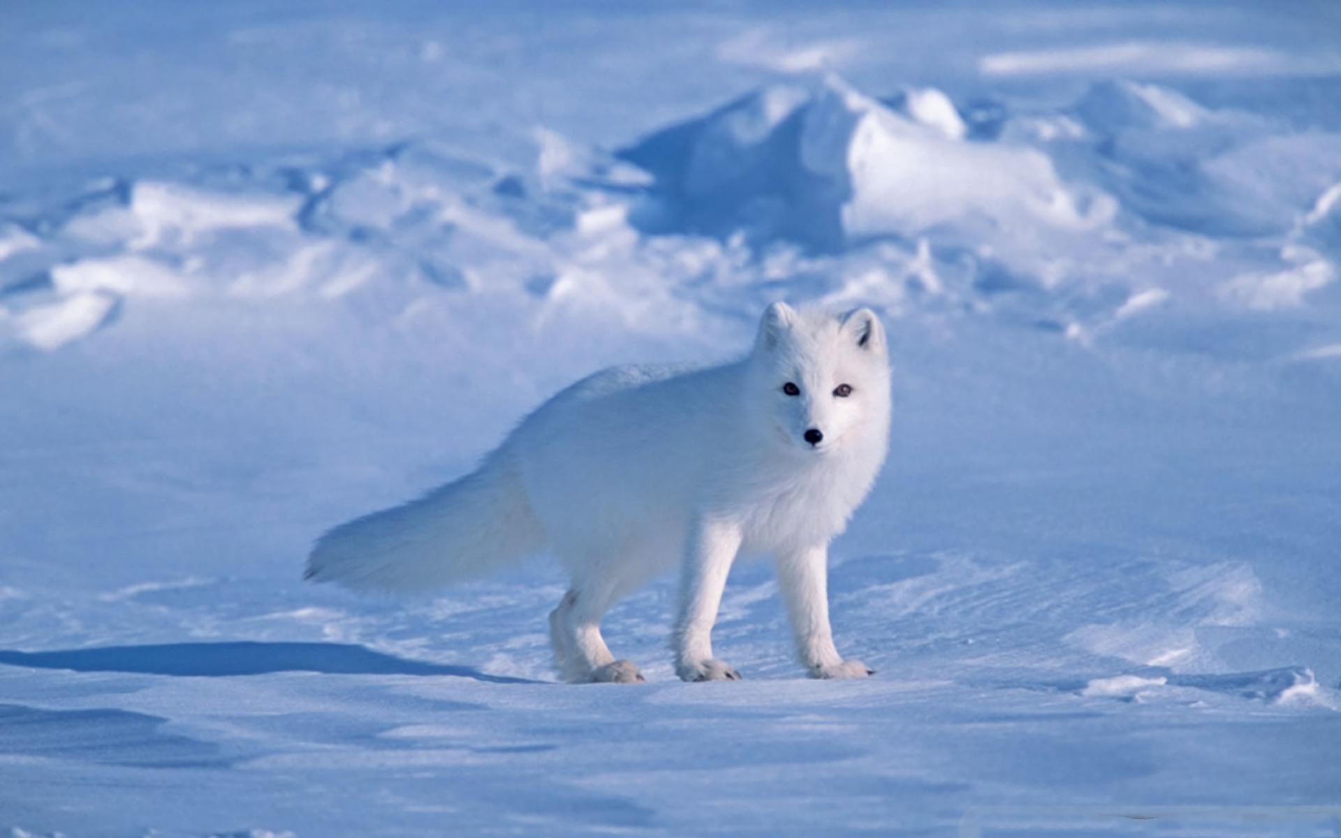 Animal Arctic Fox HD Wallpaper