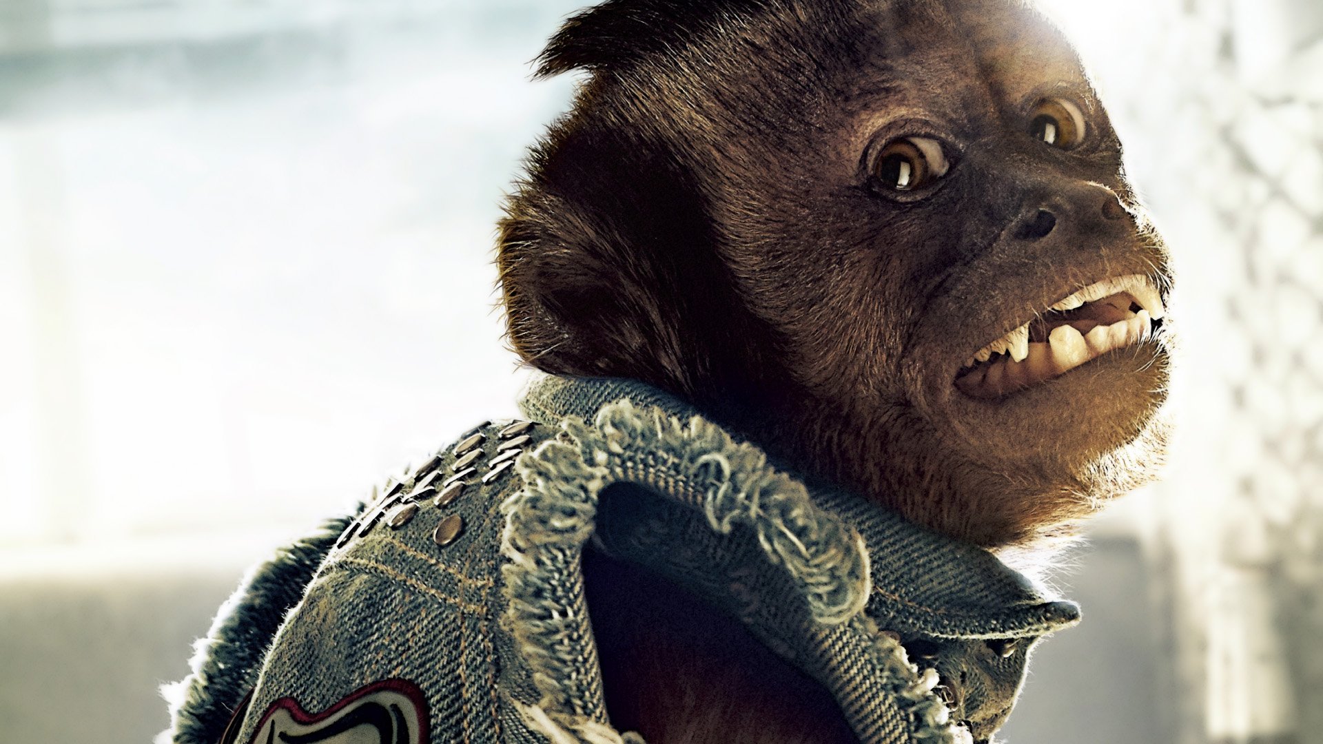 Movie The Hangover Part II HD Wallpaper