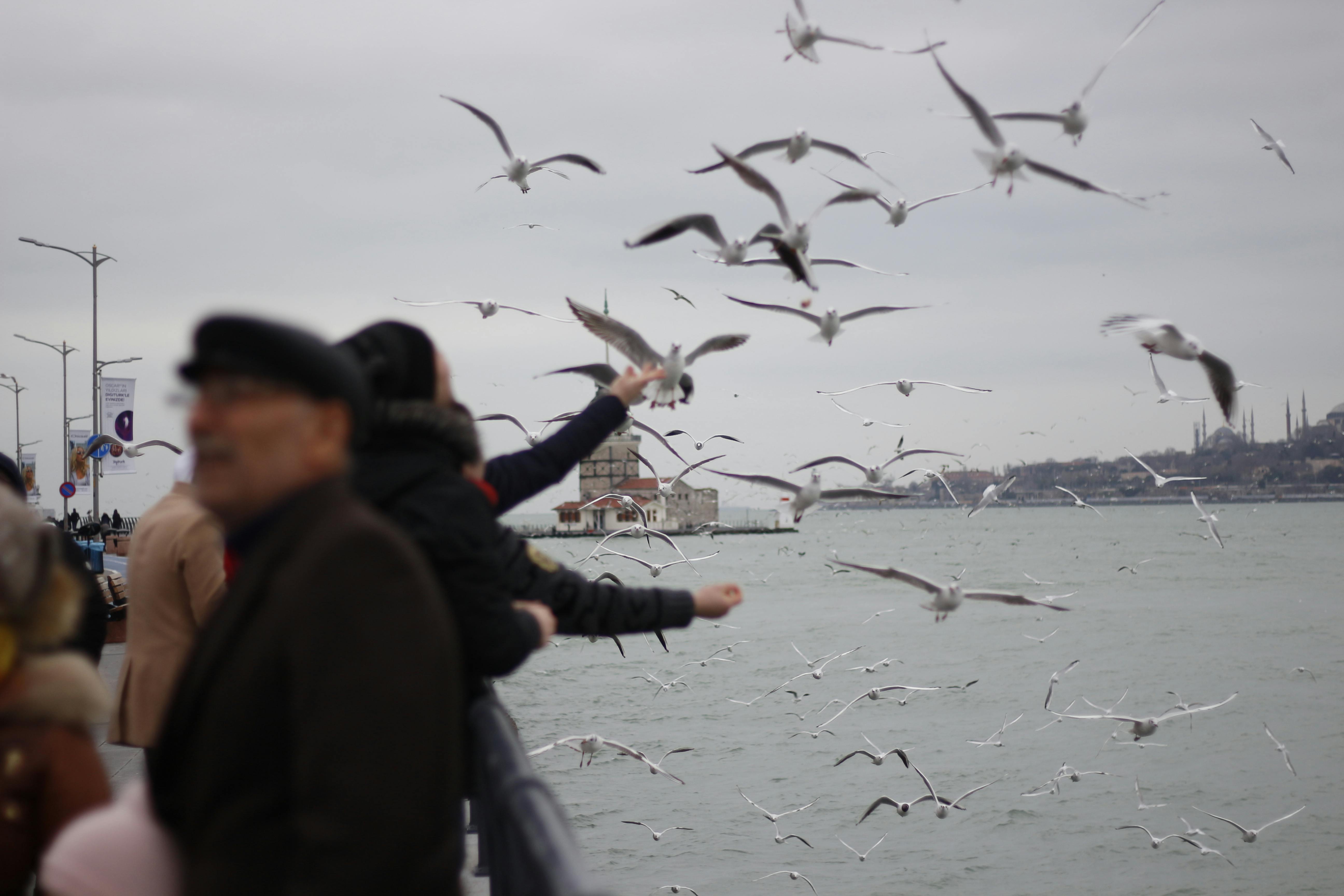 Birds in Harbor · Free