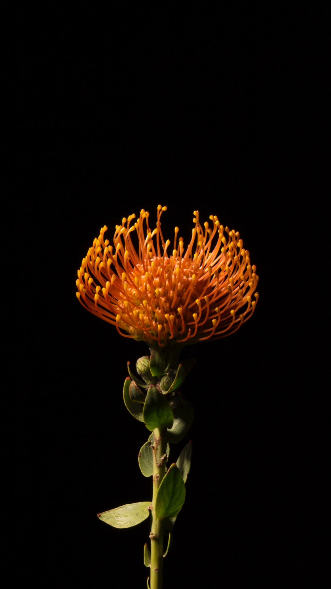 Orange iPhone Wallpaper