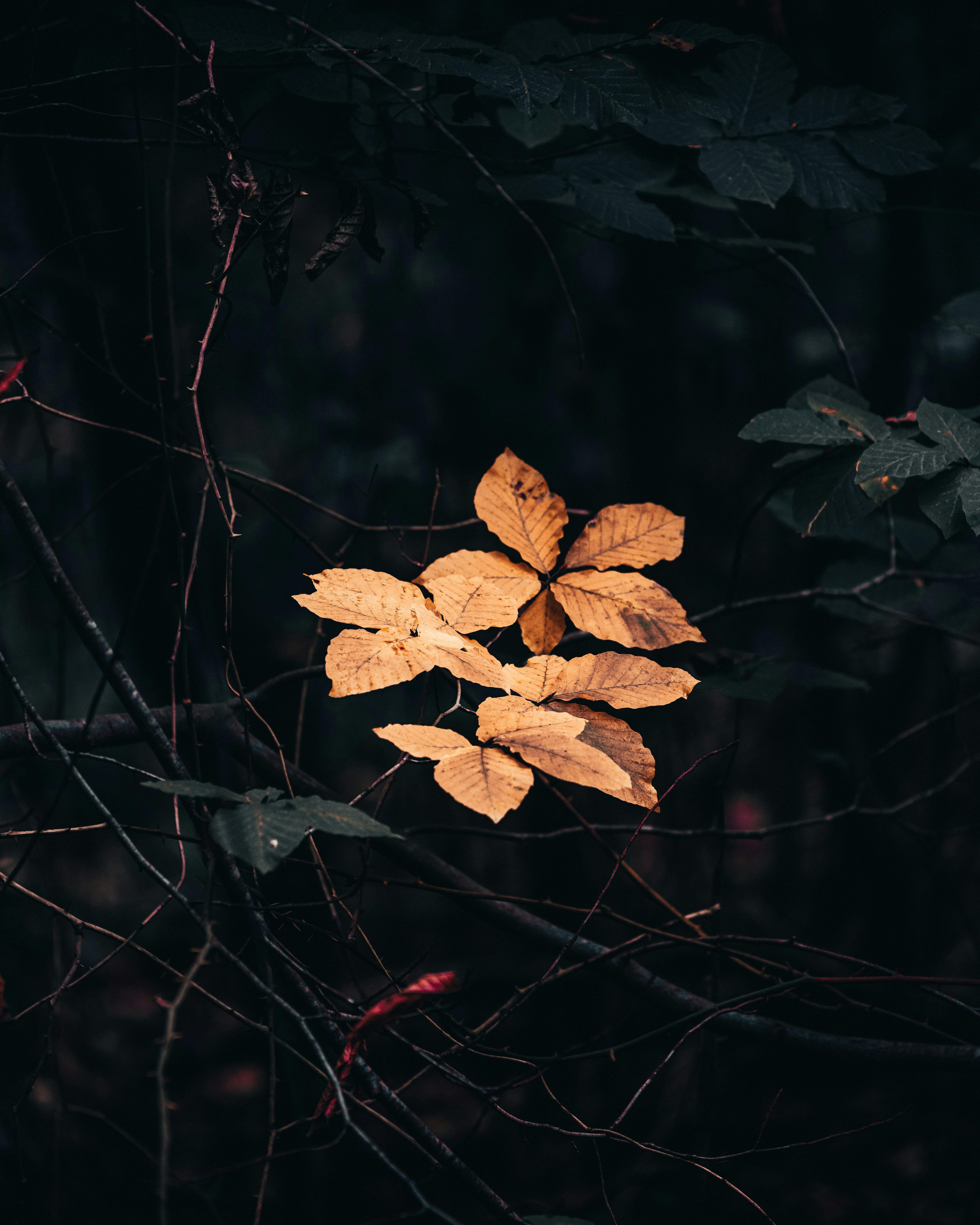 Orange Leaves on Black Background