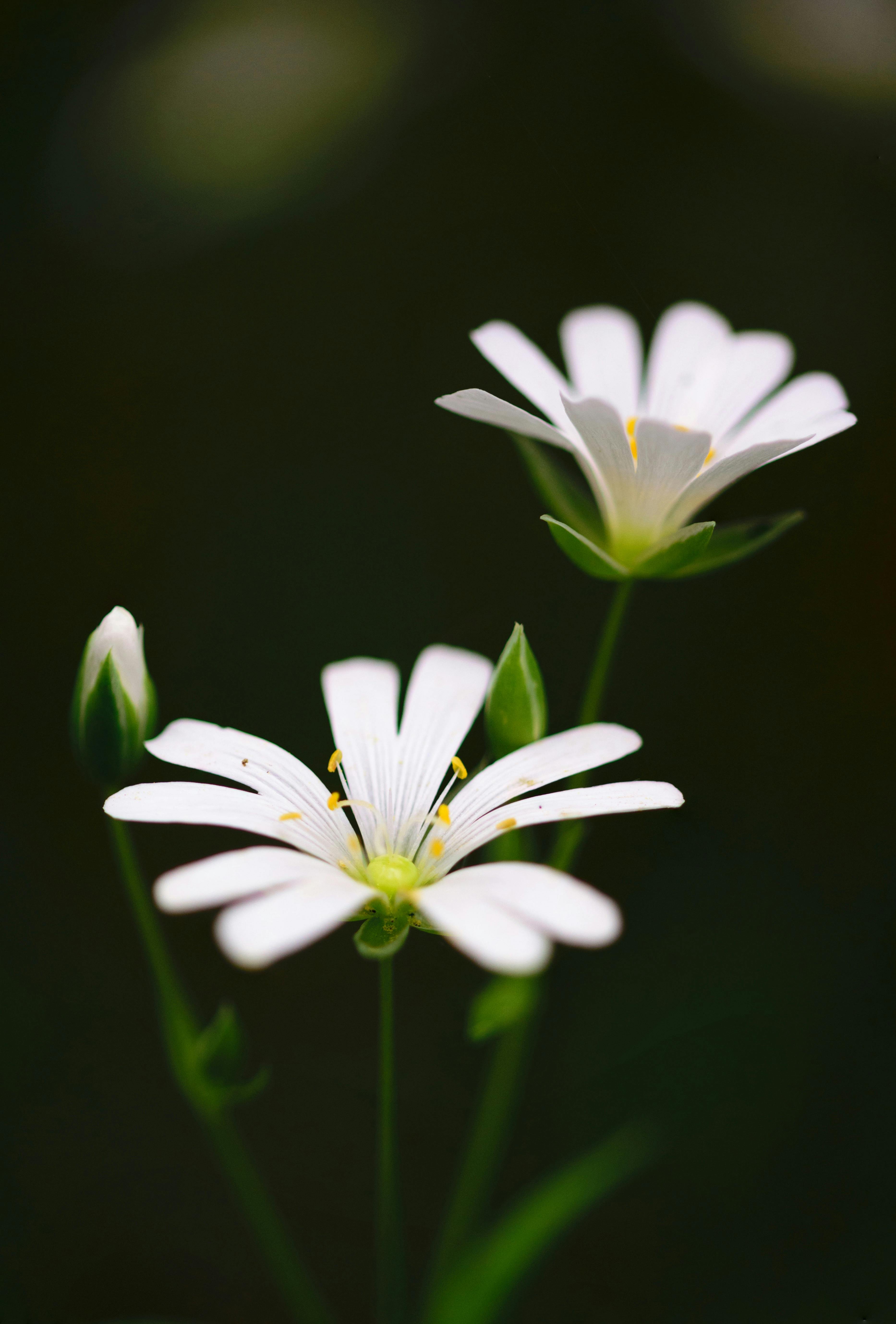 White Flowers Photo, Download The BEST Free White Flowers & HD Image